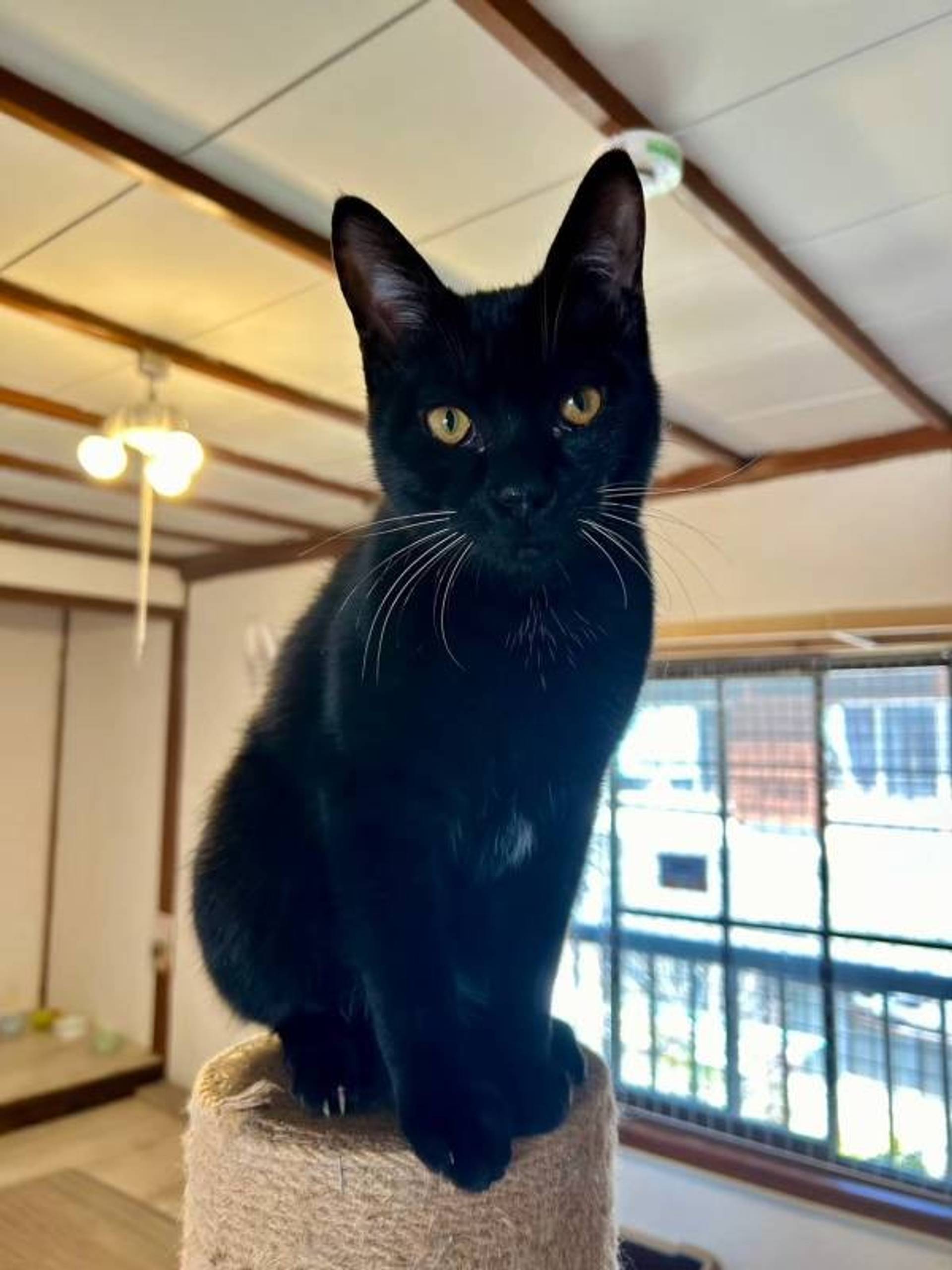 雑種（ミックス猫）・オスの里親募集の写真