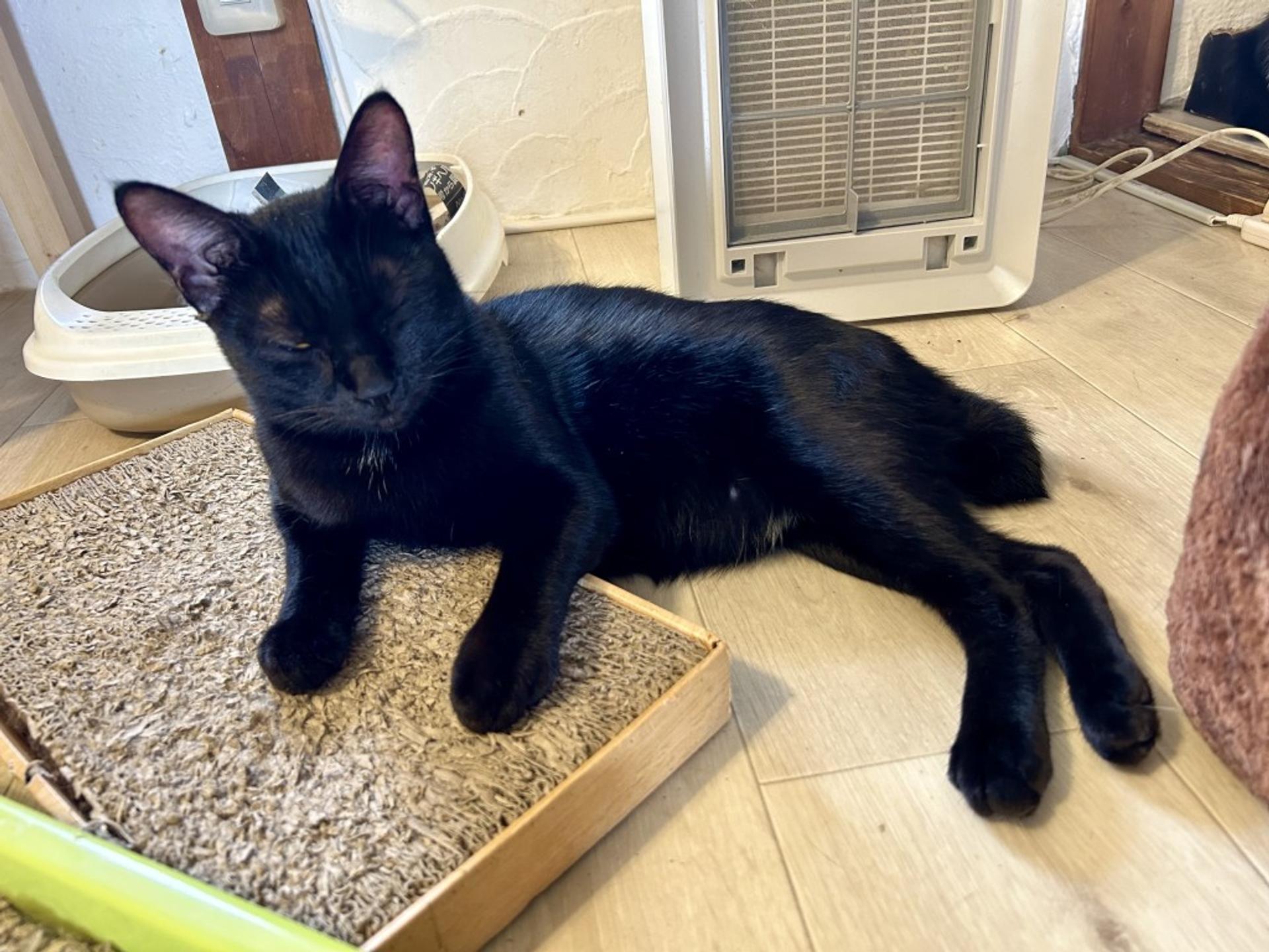 pet-image-3