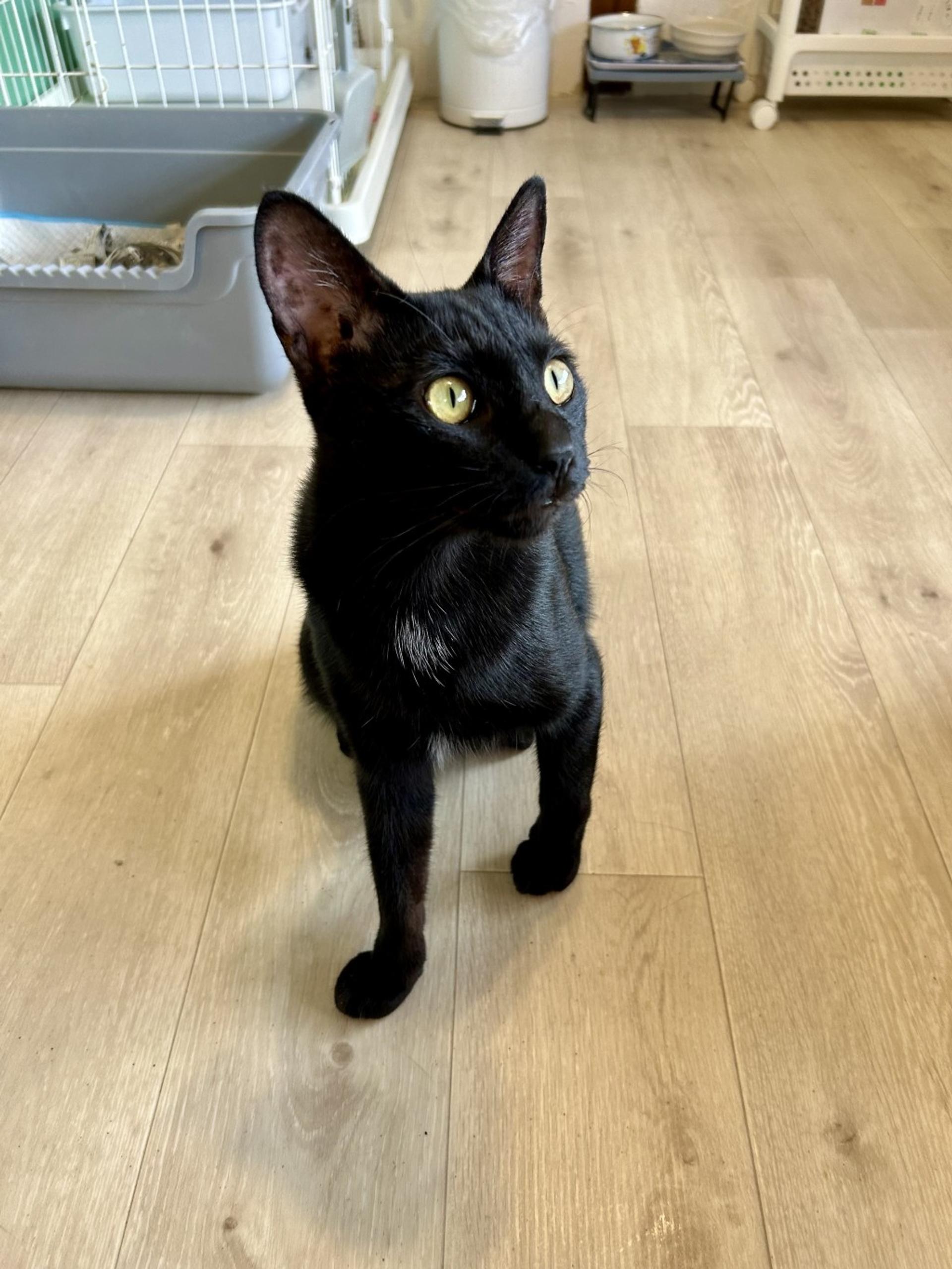 pet-image-6