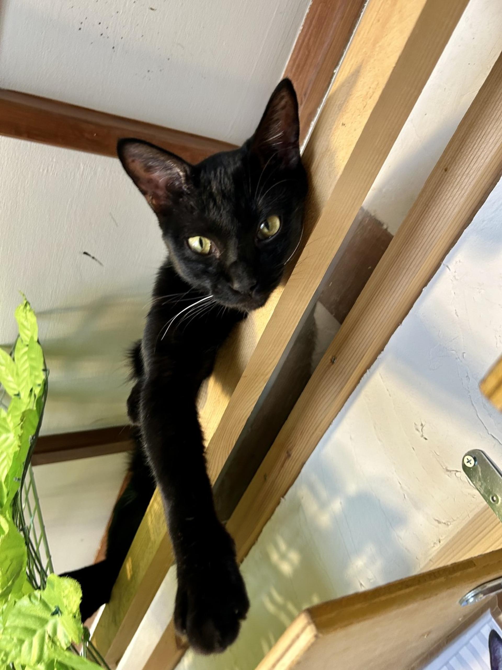 pet-image-4