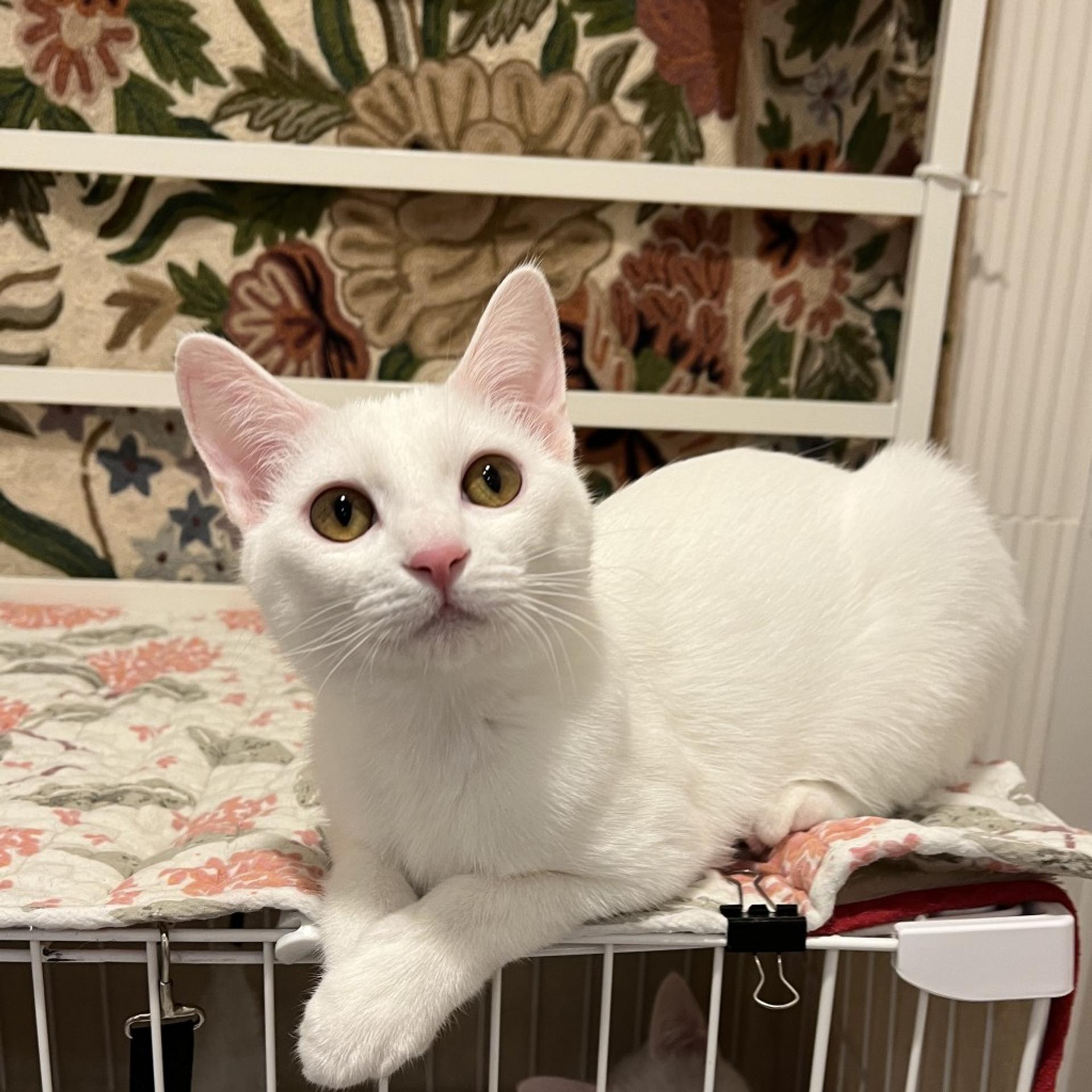 pet-image-2