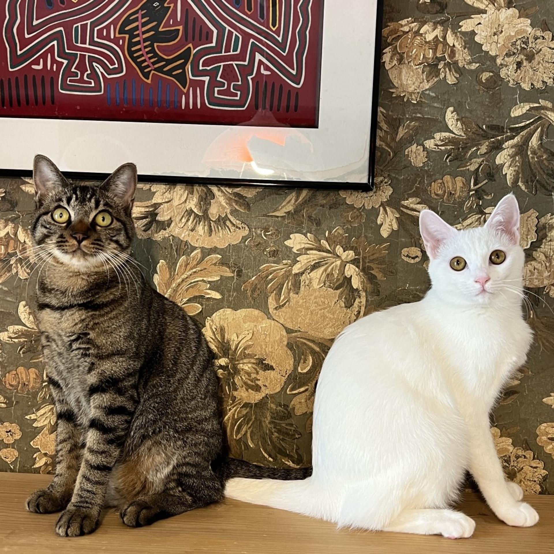 pet-image-5