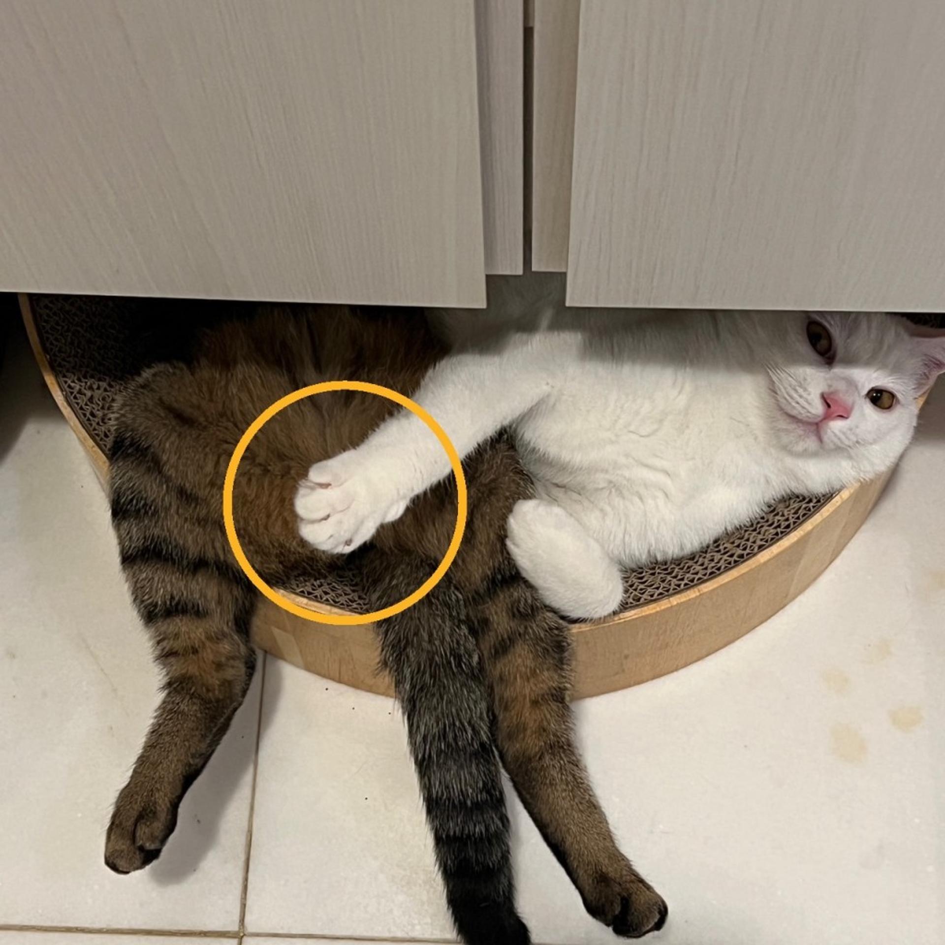 pet-image-6