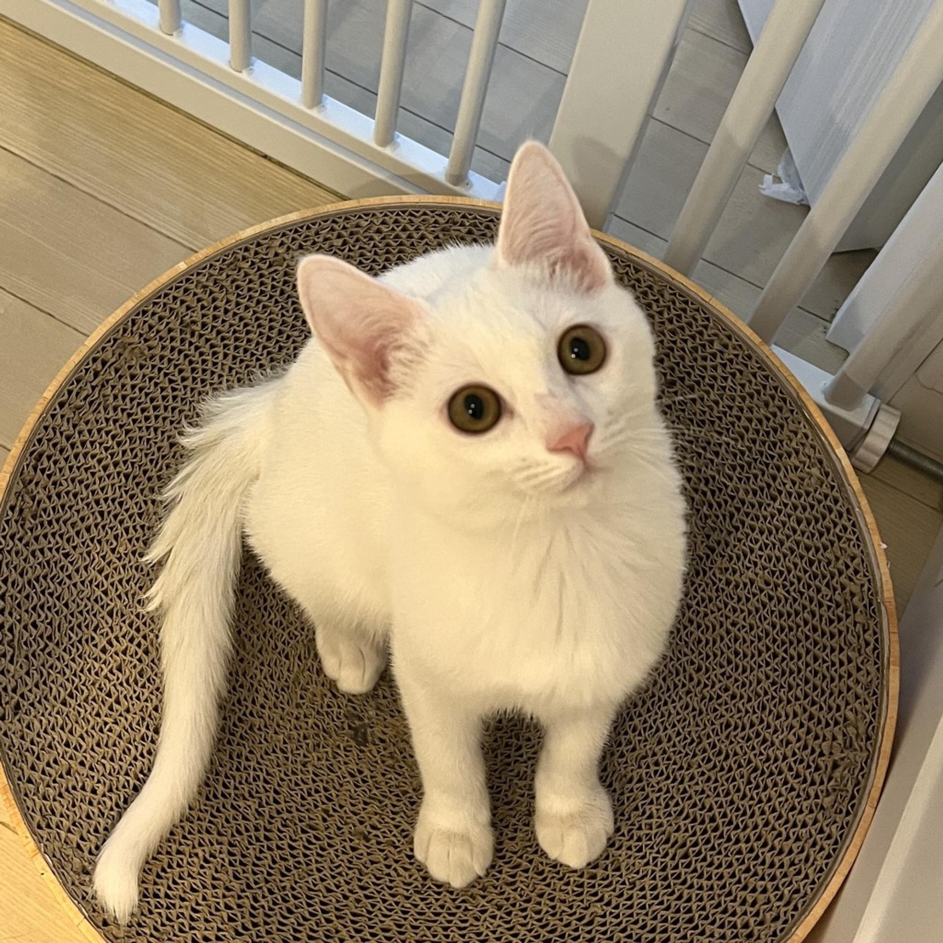 pet-image-8