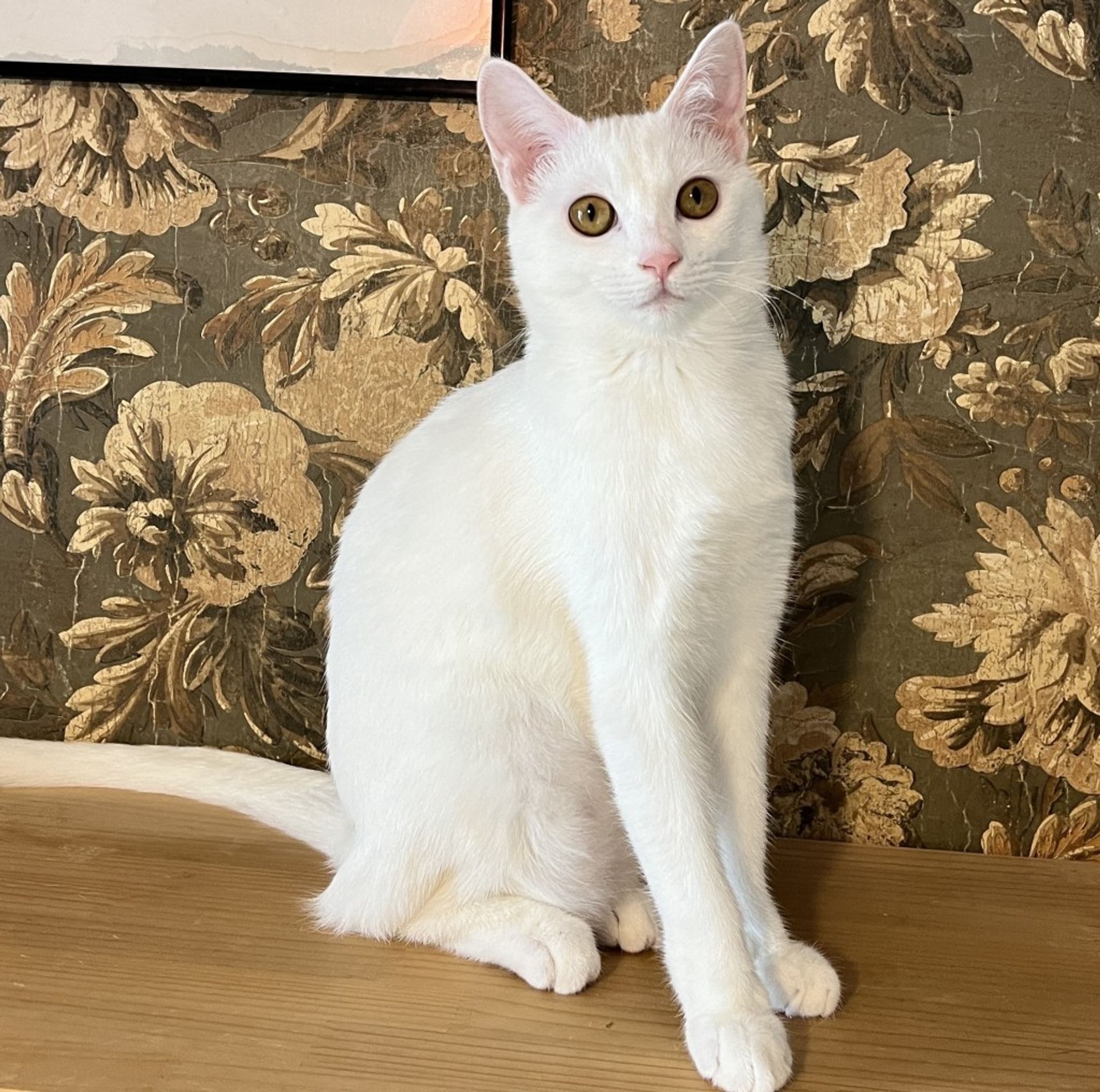 雑種（ミックス猫）・オスの里親募集の写真