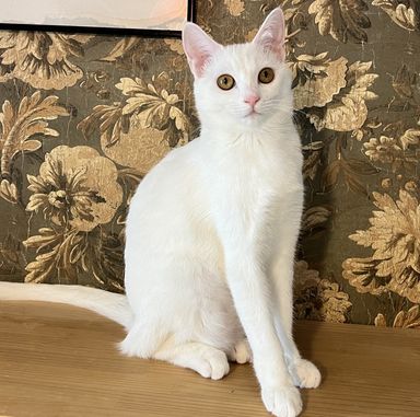 だいふくの写真