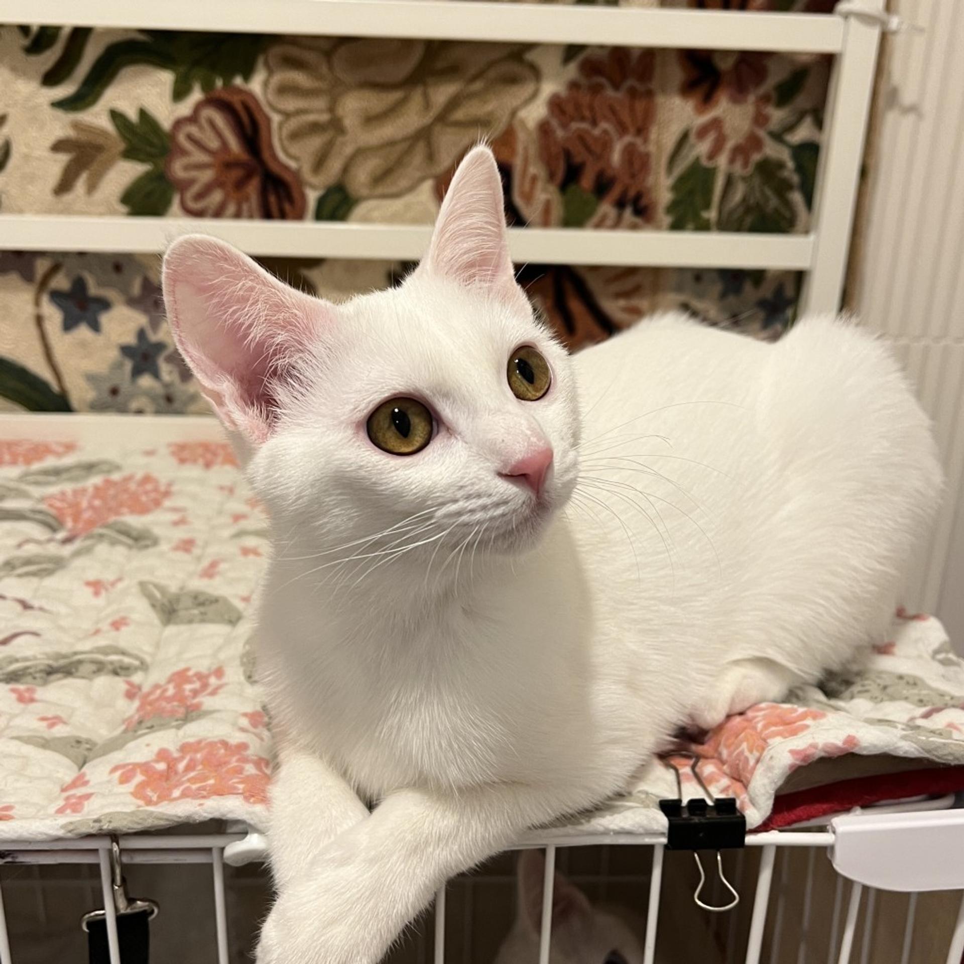 pet-image-9