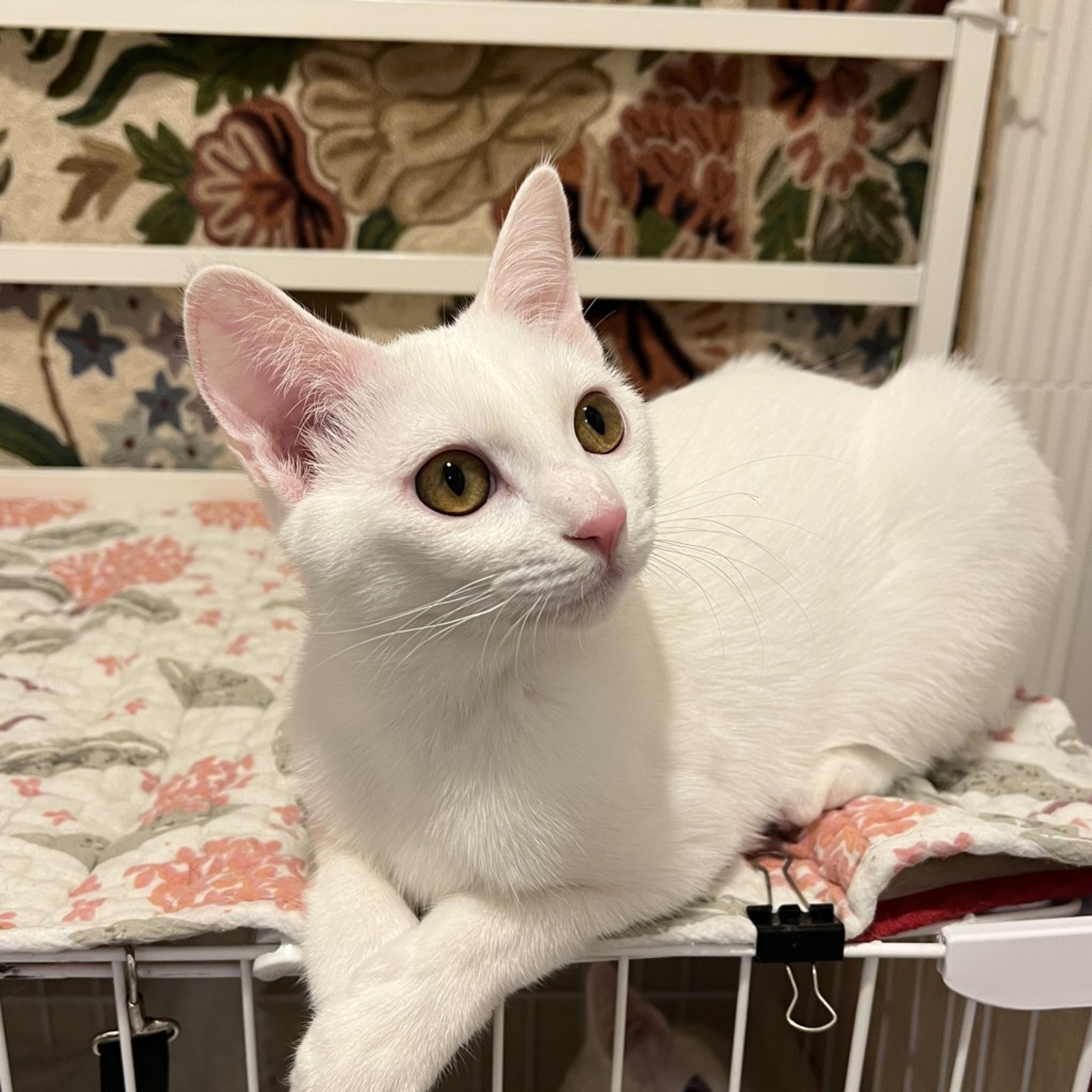 pet-image-9