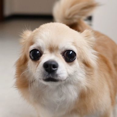 ハーモニーちゃん