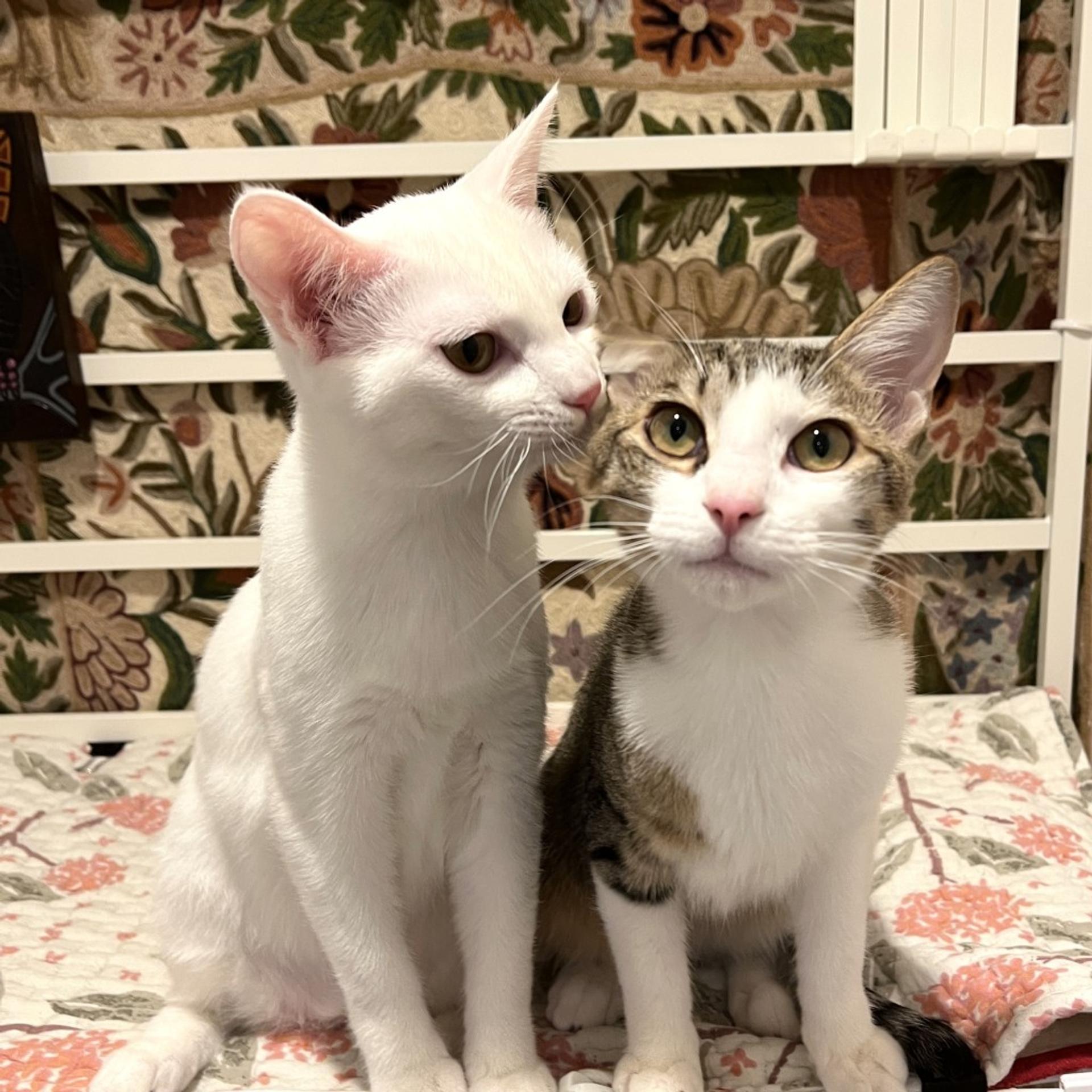 pet-image-10