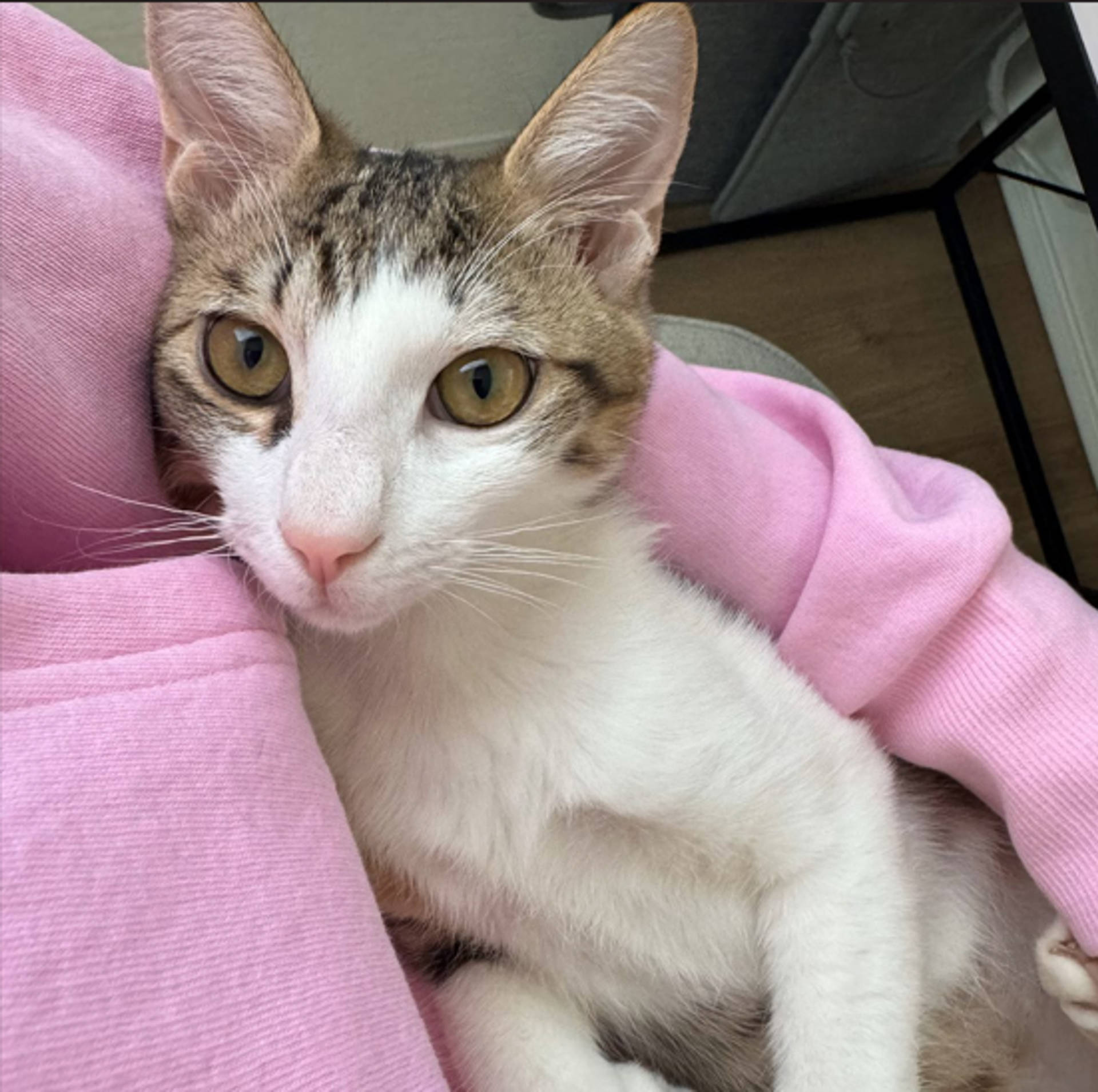 雑種（ミックス猫）・オスの里親募集の写真