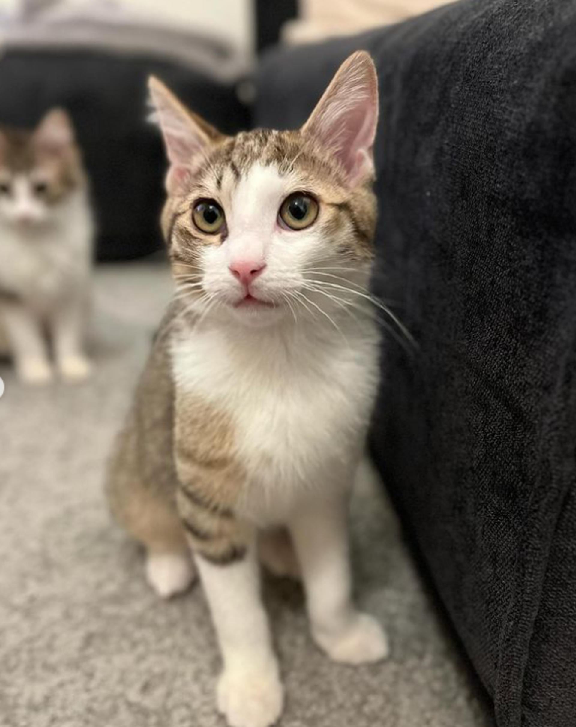 pet-image-3