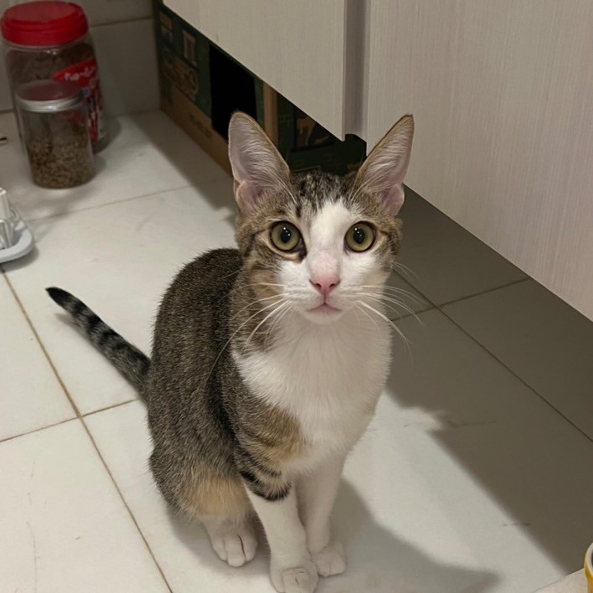 pet-image-8