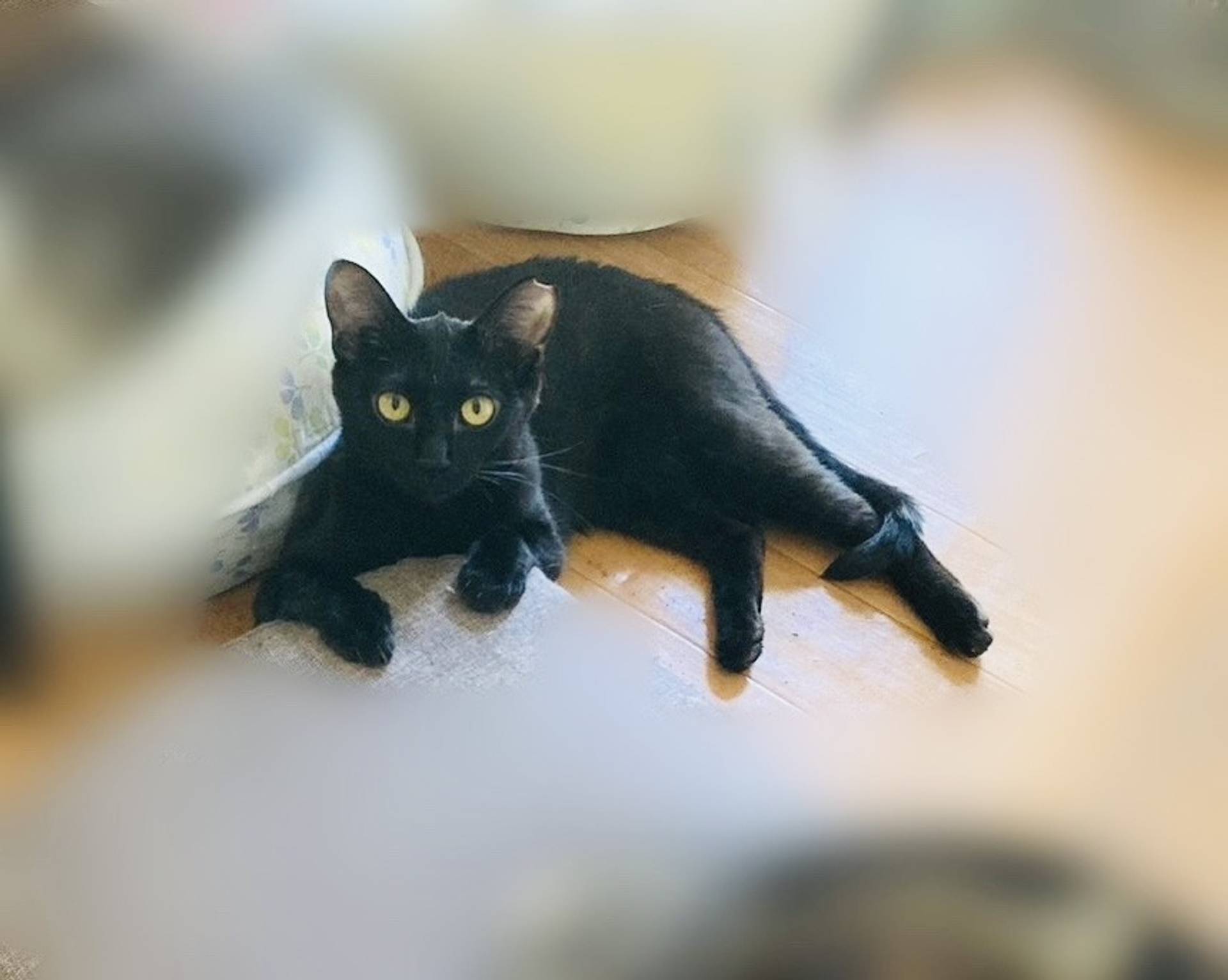 雑種（ミックス猫）・メスの里親募集の写真