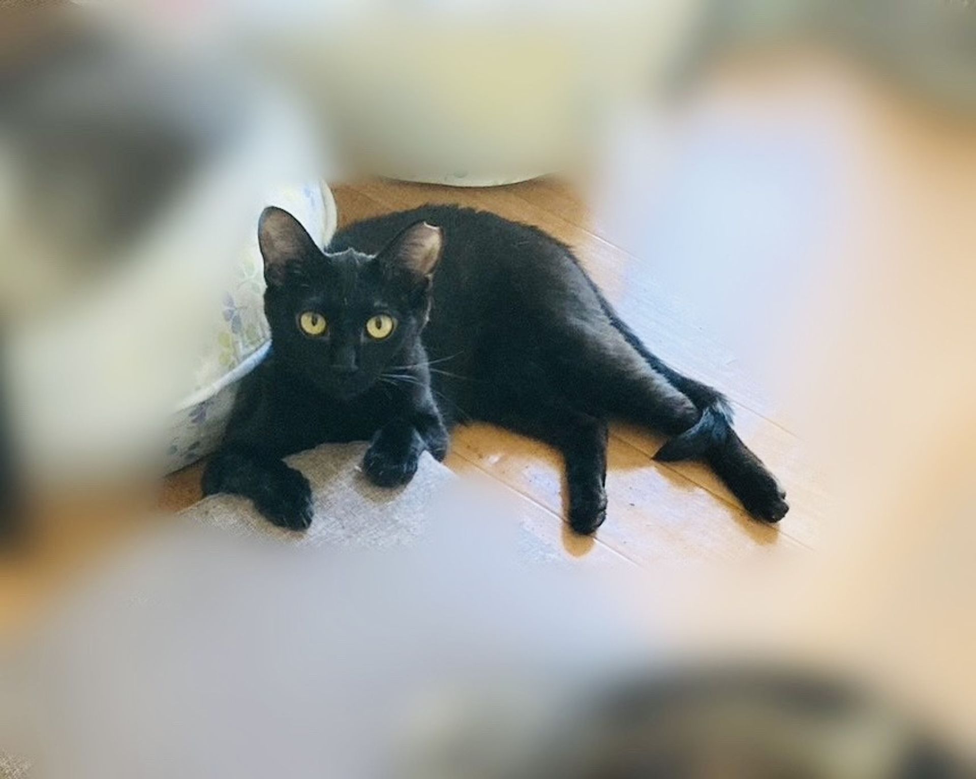 雑種（ミックス猫）・メスの里親募集の写真