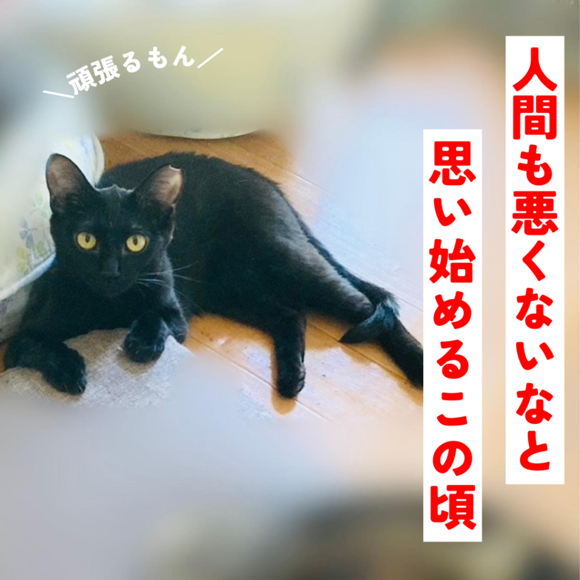 pet-image-6