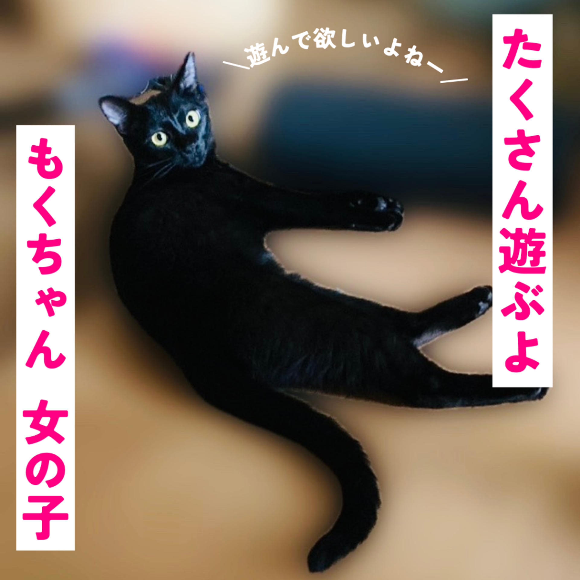 pet-image-3