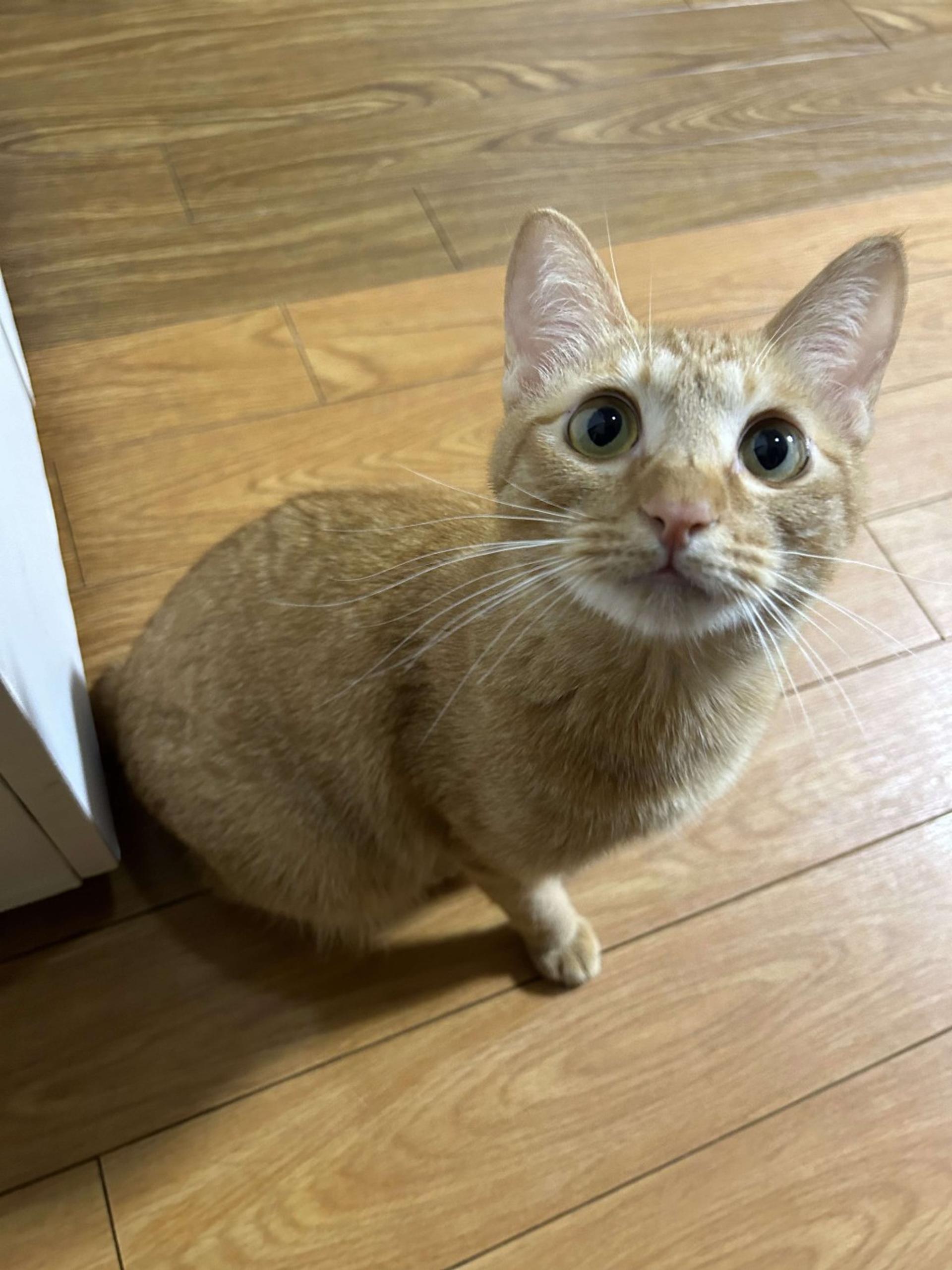 pet-image-9