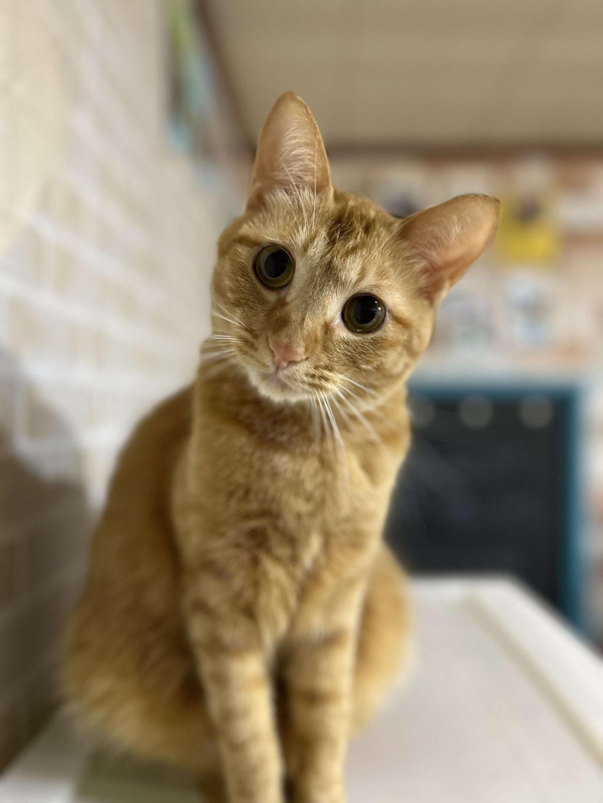 pet-image-10