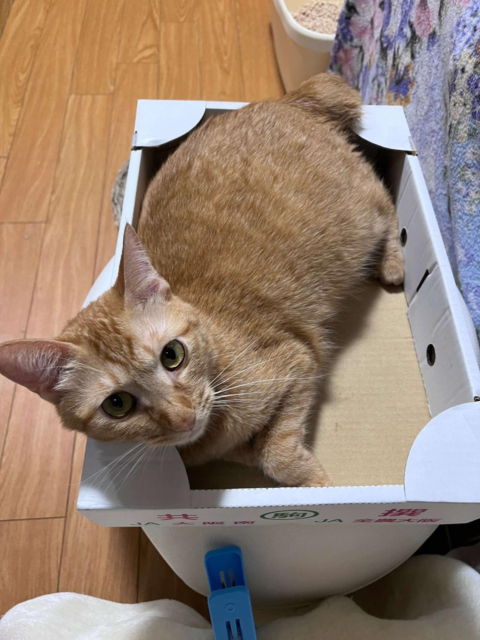 pet-image-8