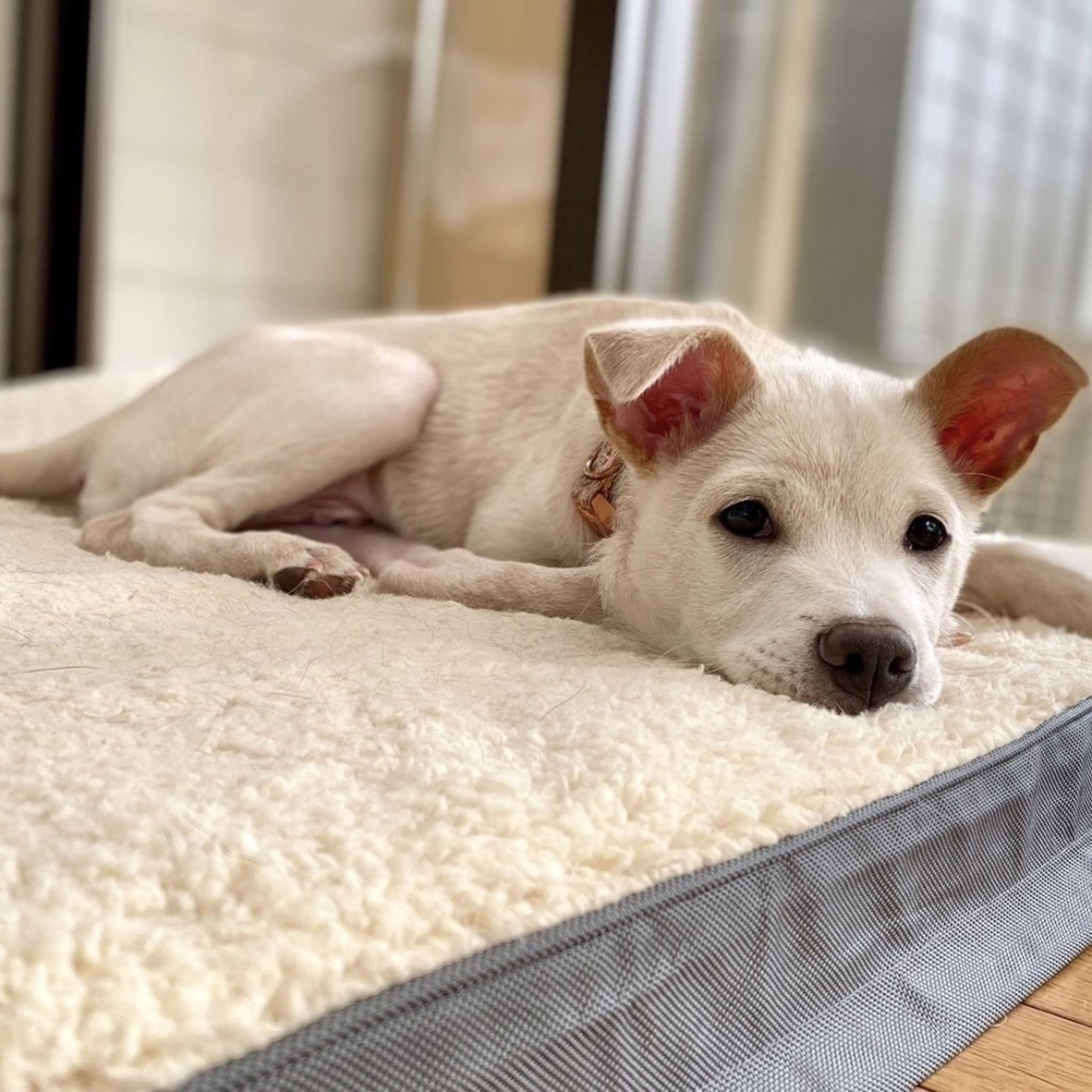 pet-image-6