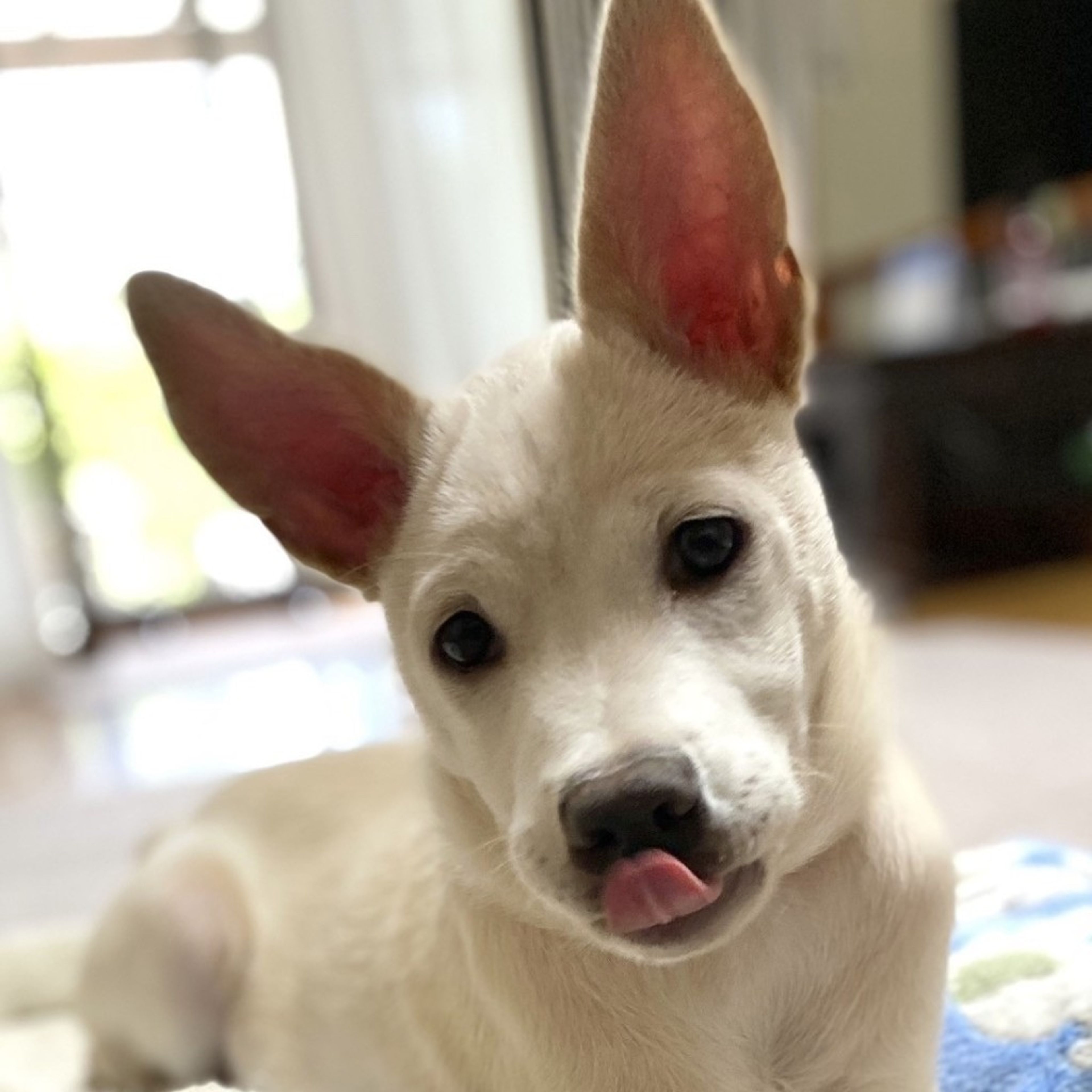 pet-image-7
