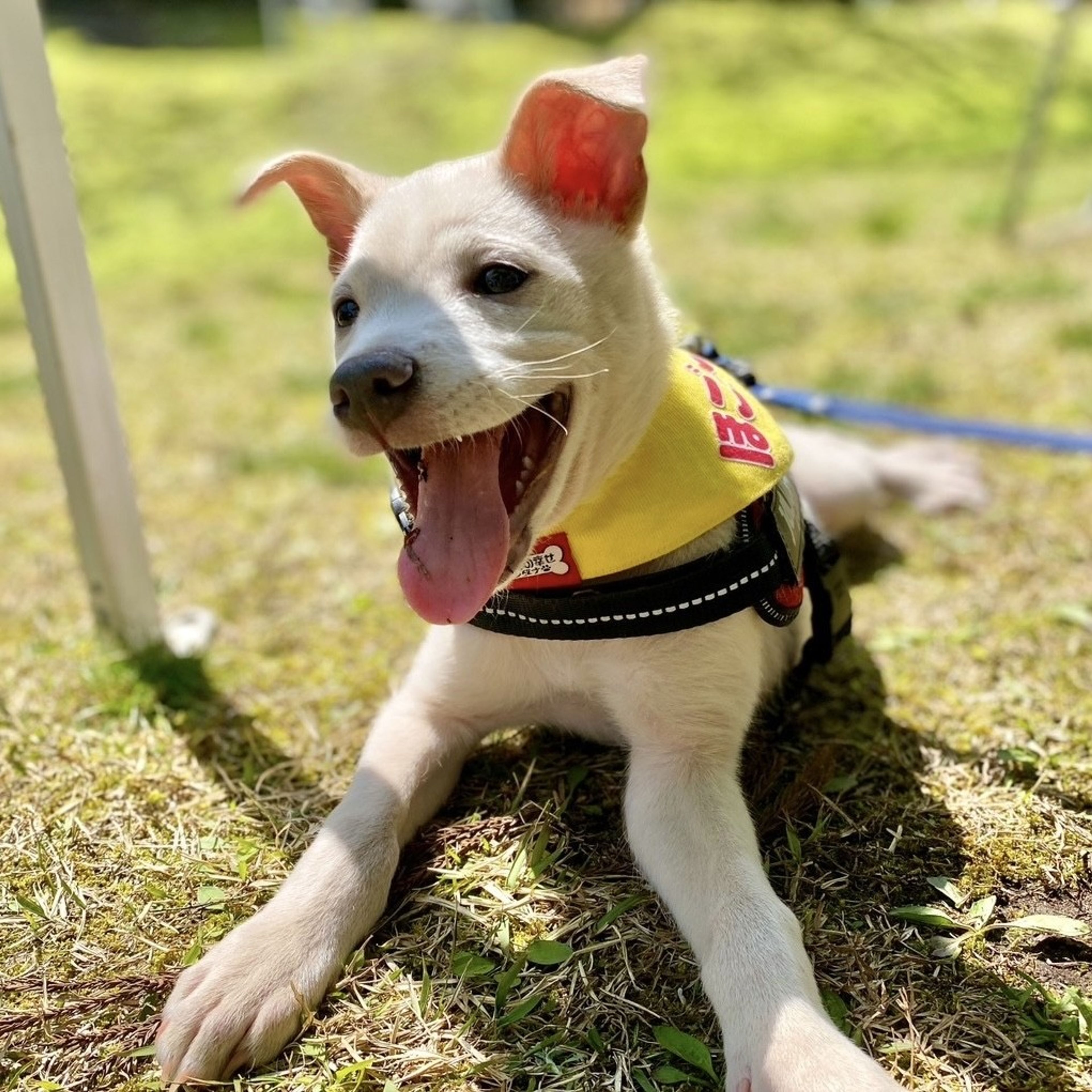 pet-image-8