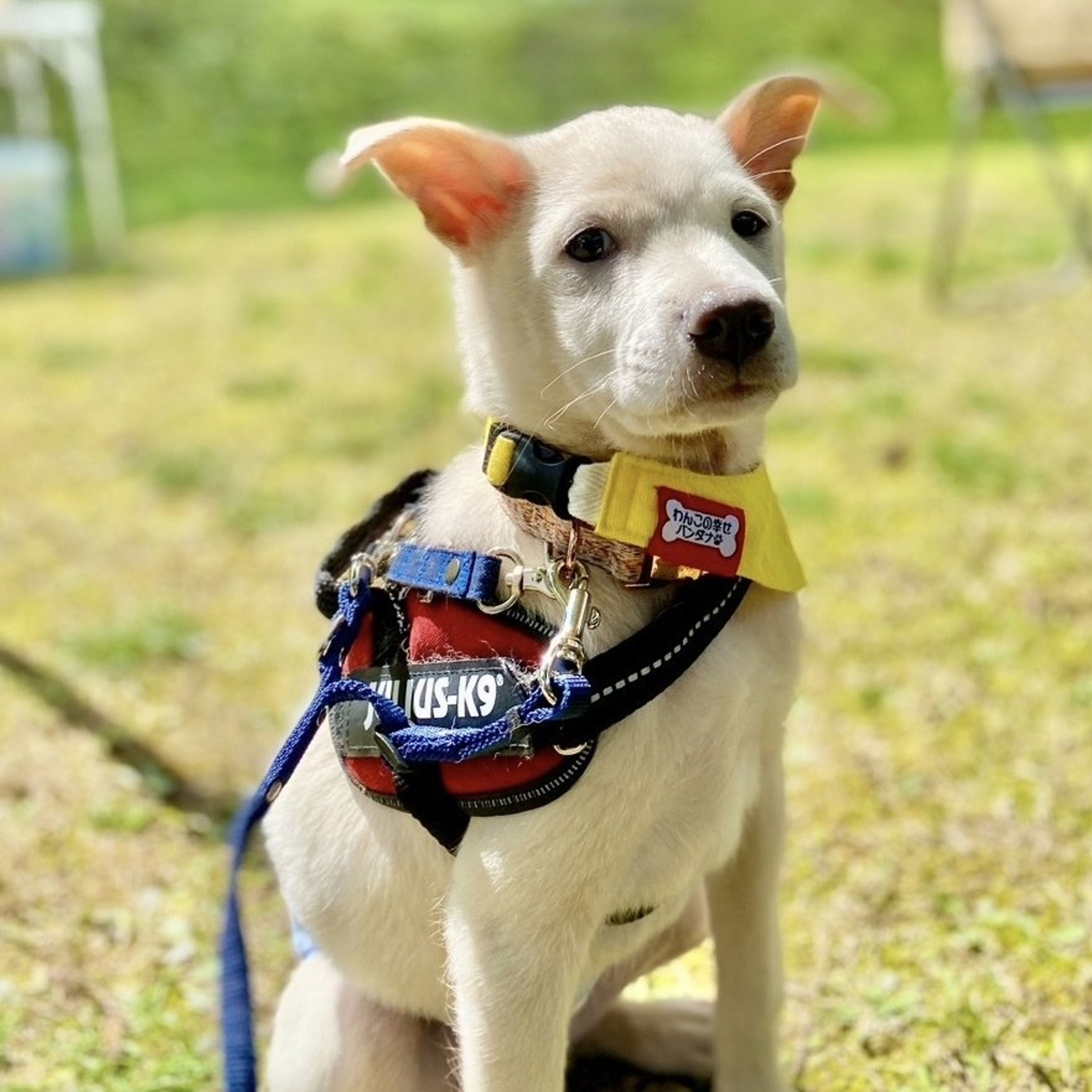 pet-image-9