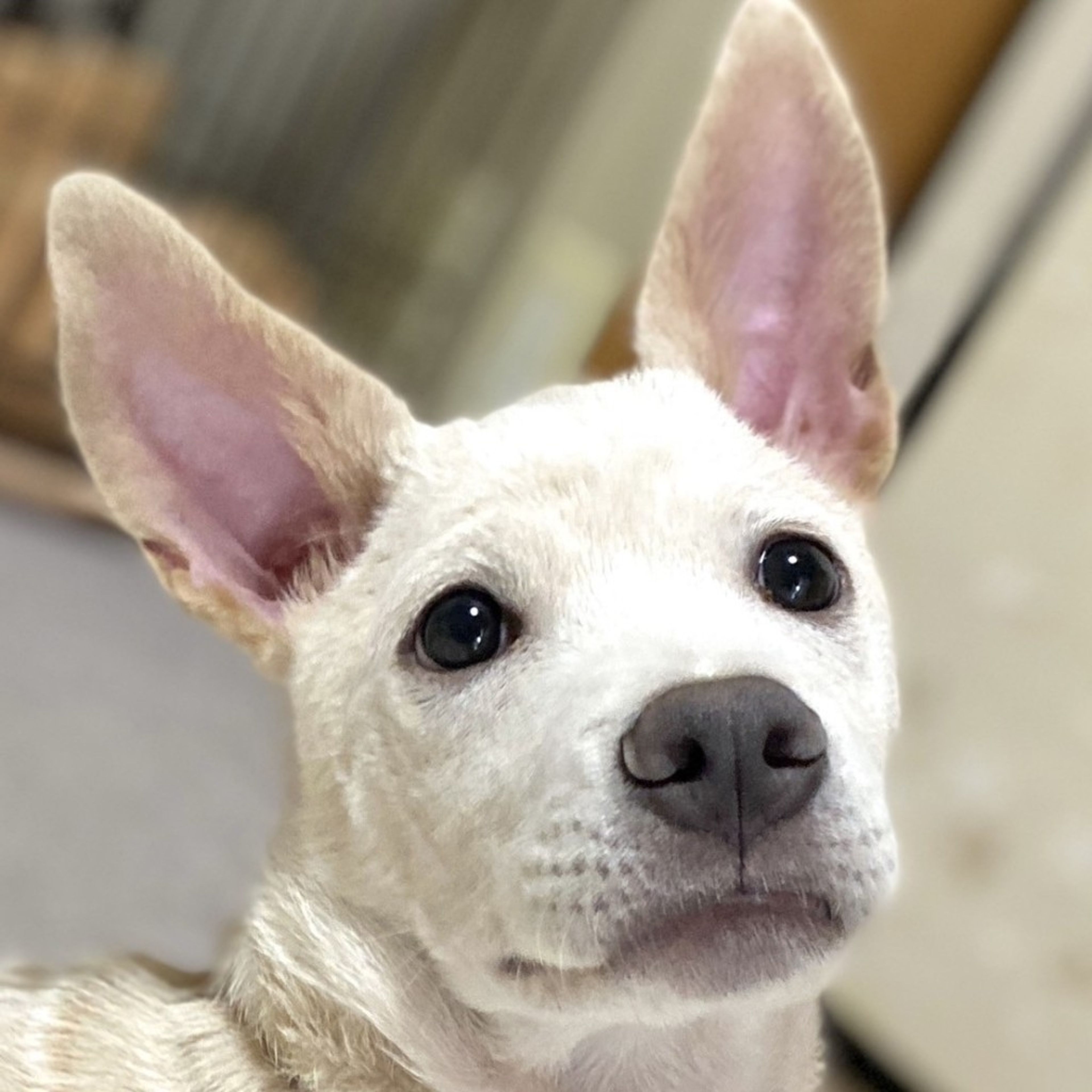 雑種（ミックス犬）・オスの里親募集の写真