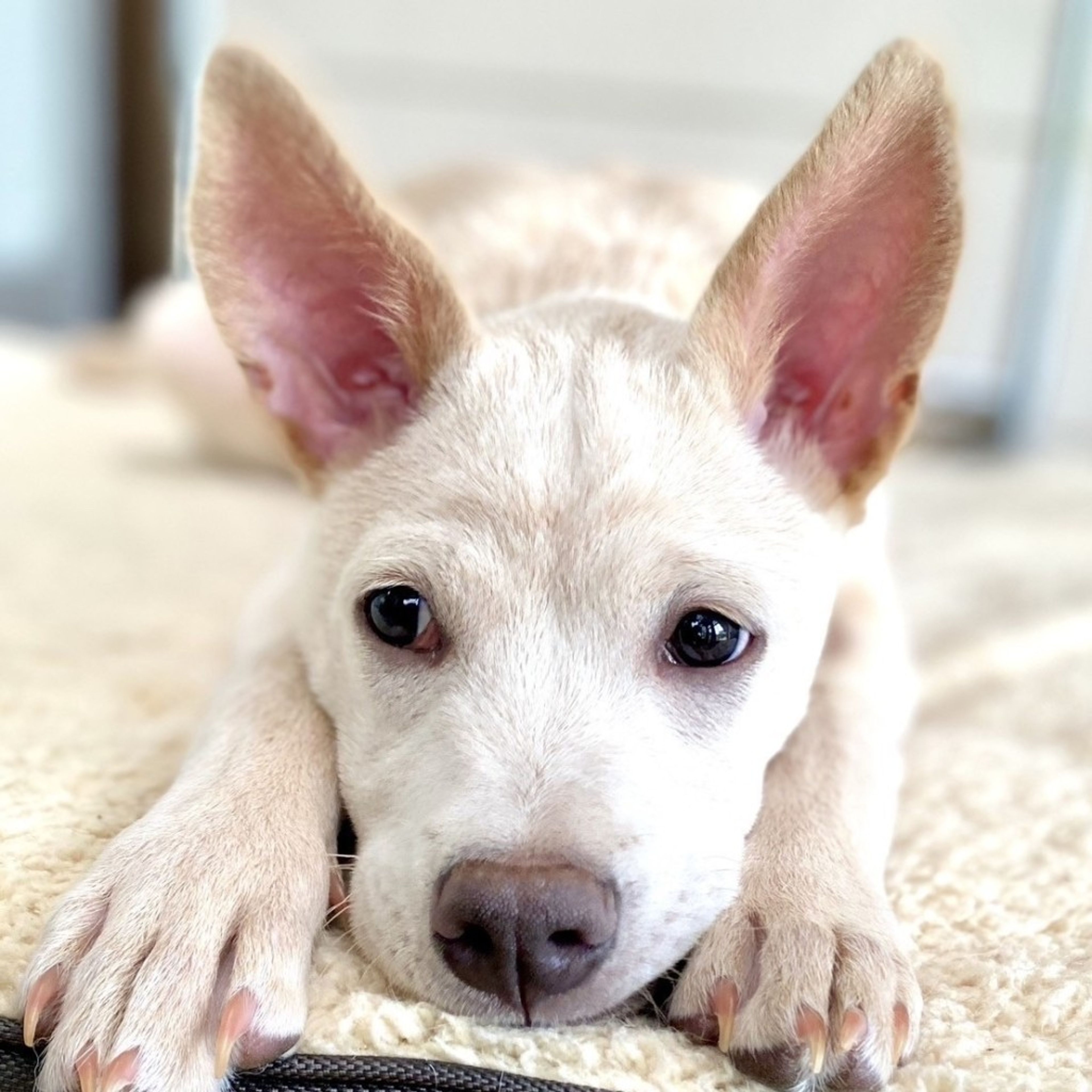 pet-image-3
