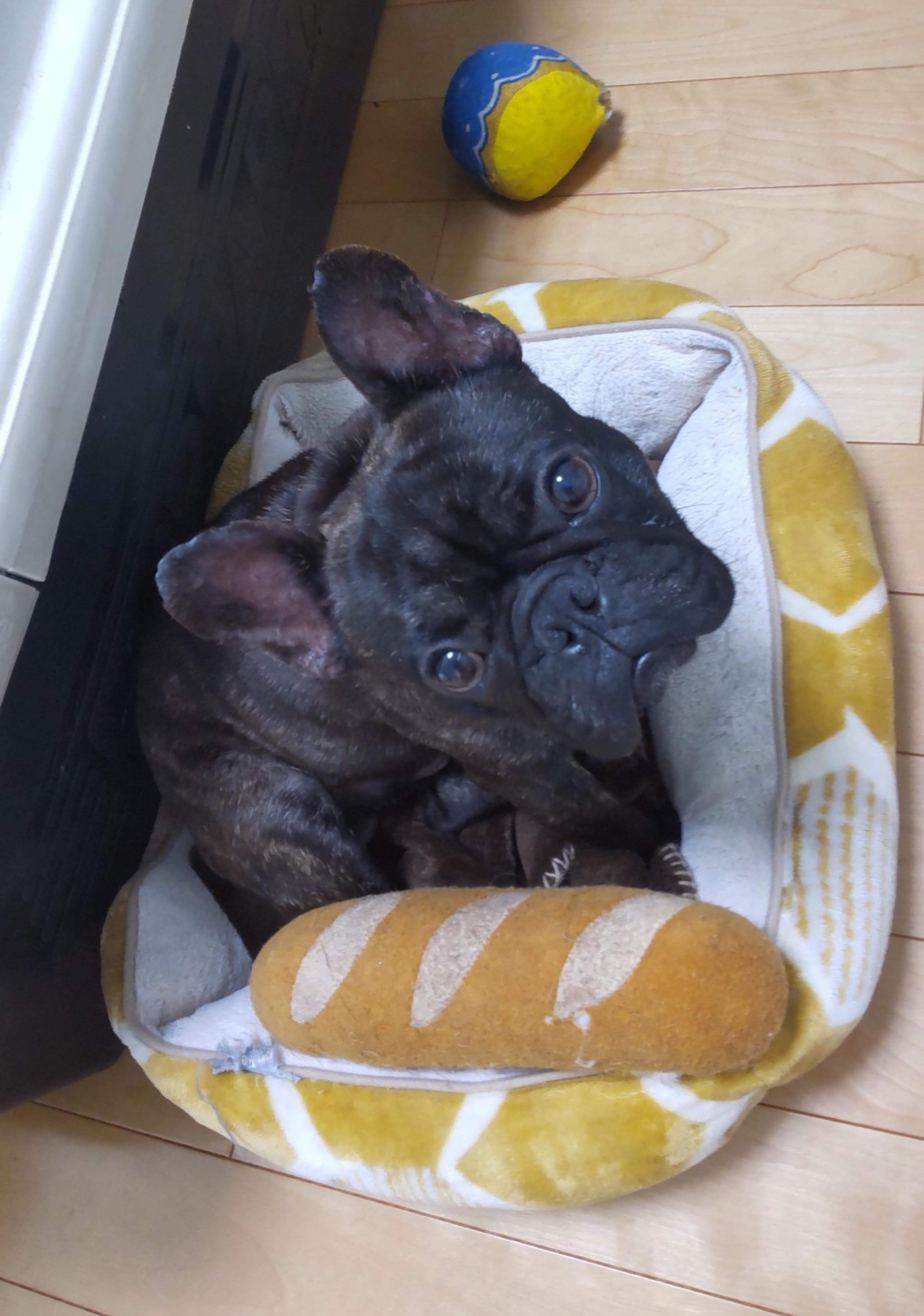 pet-image-3