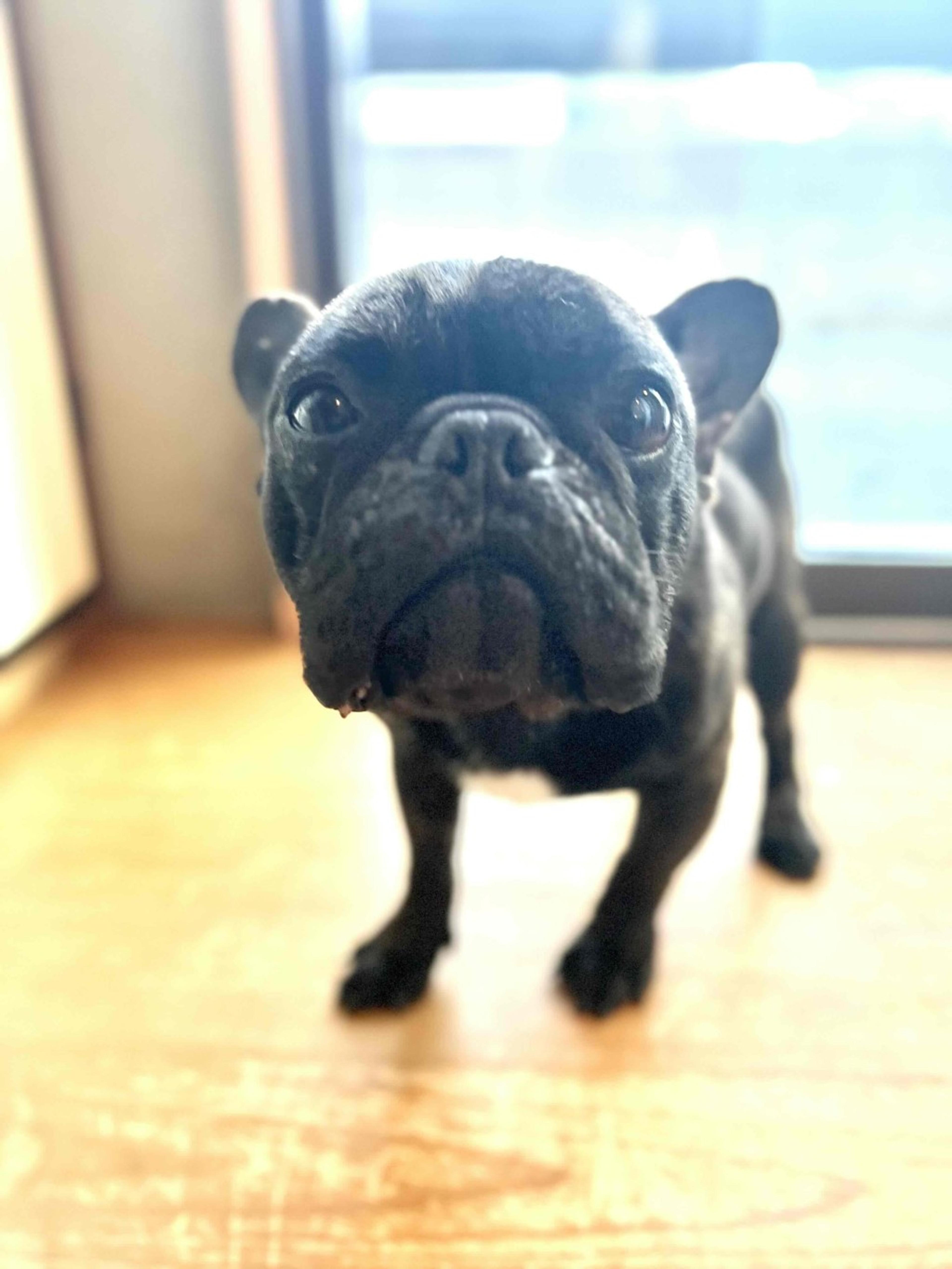 pet-image-7
