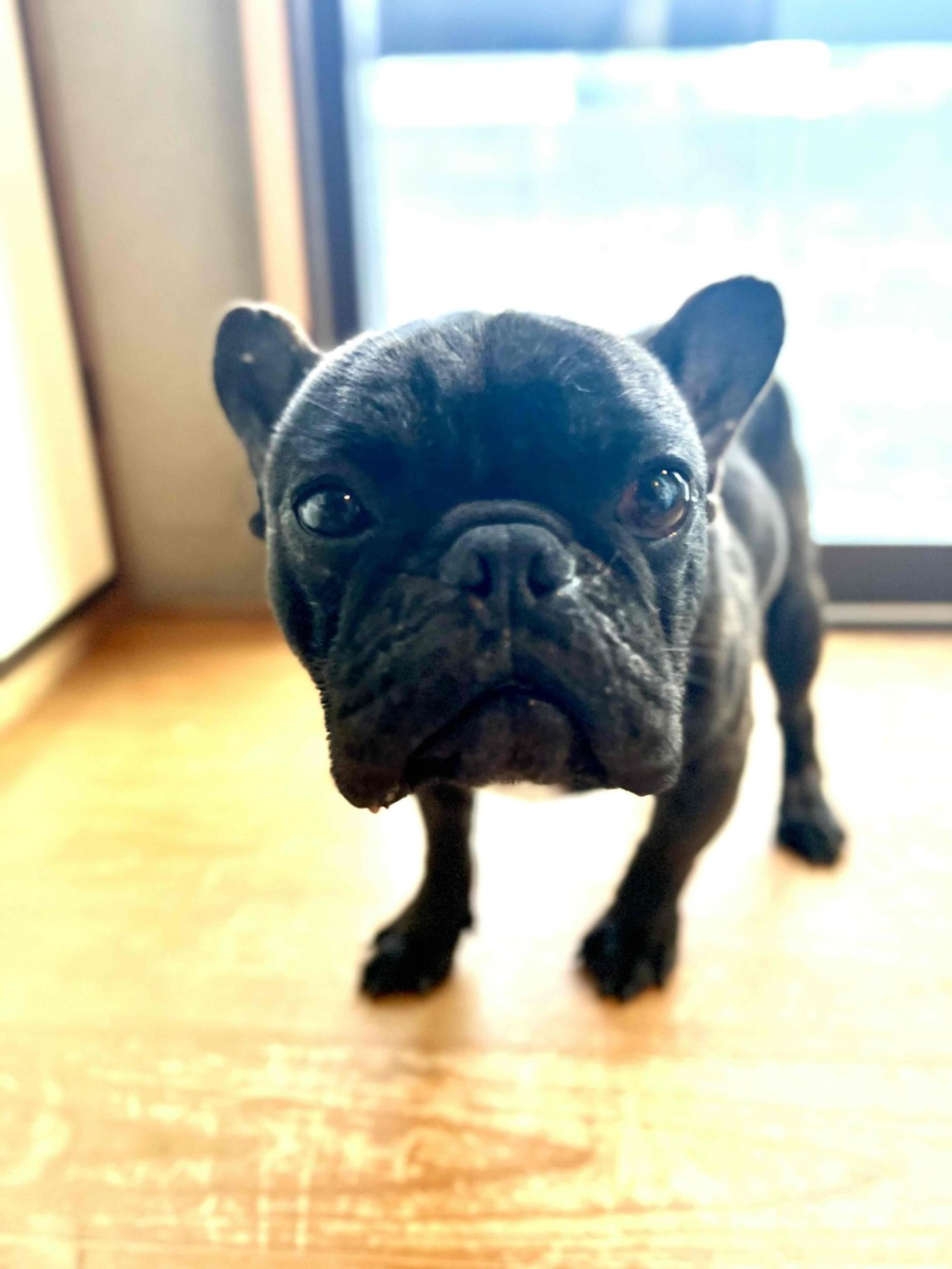 pet-image-8