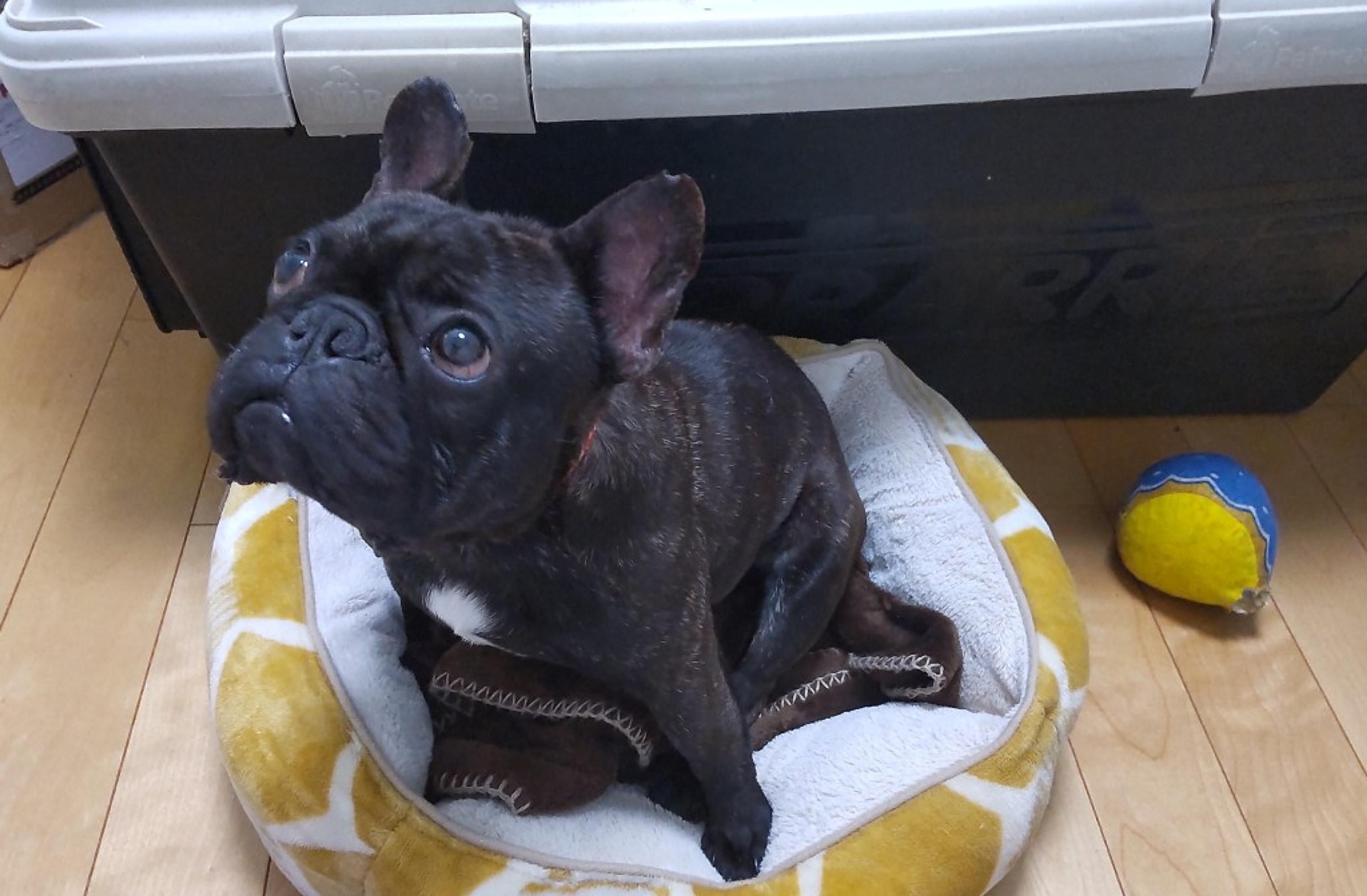 pet-image-5