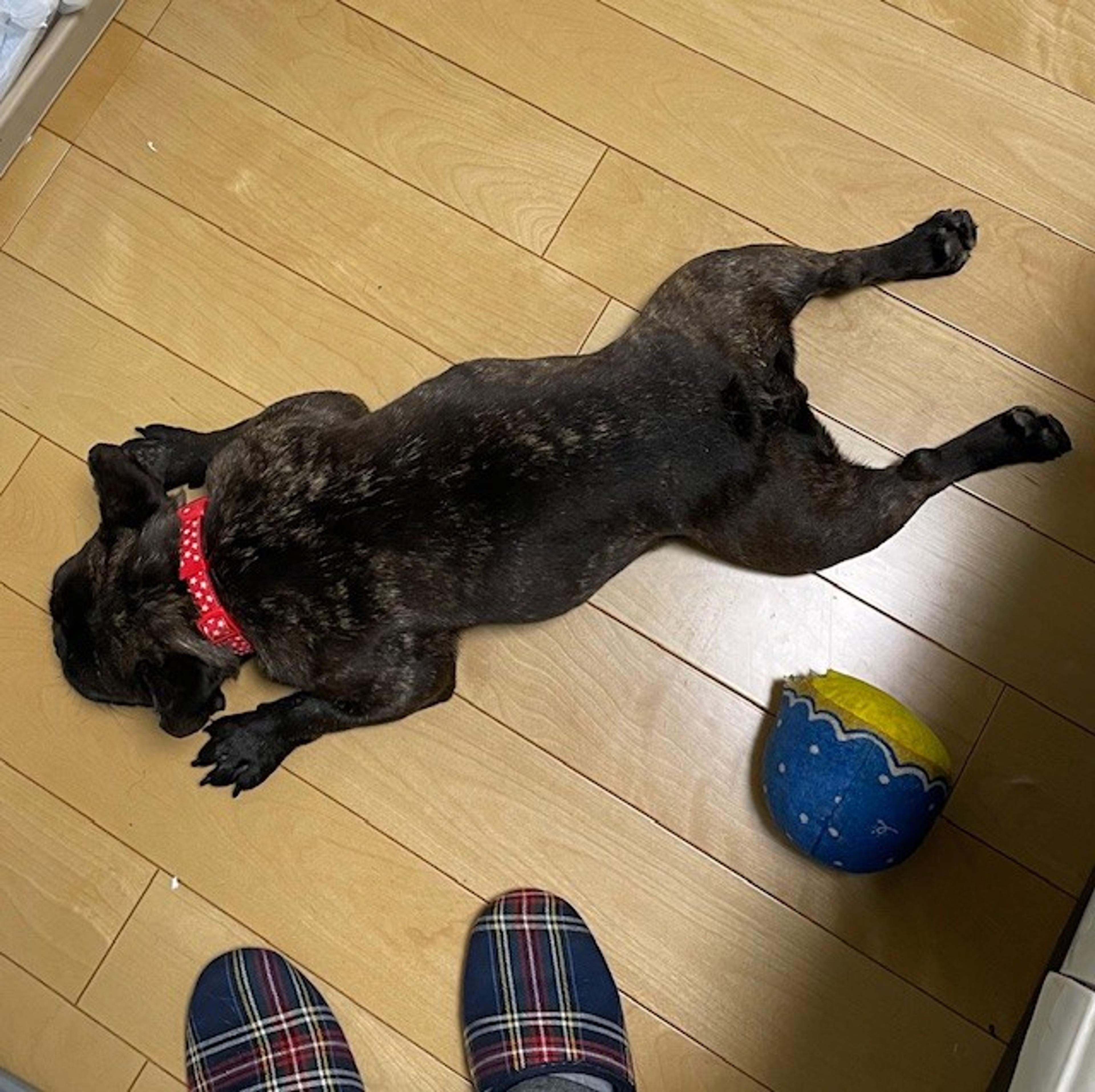 pet-image-6
