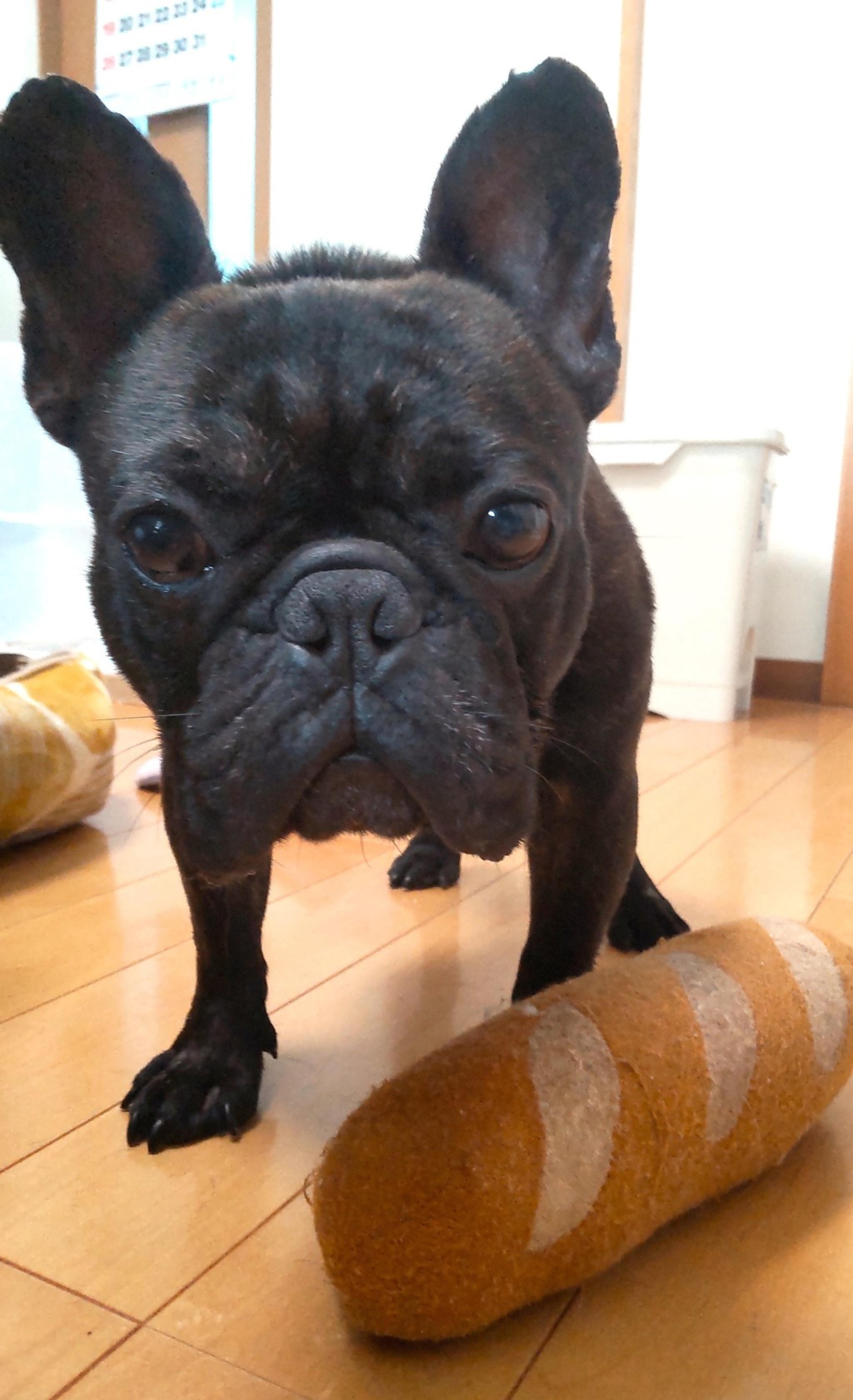 pet-image-4
