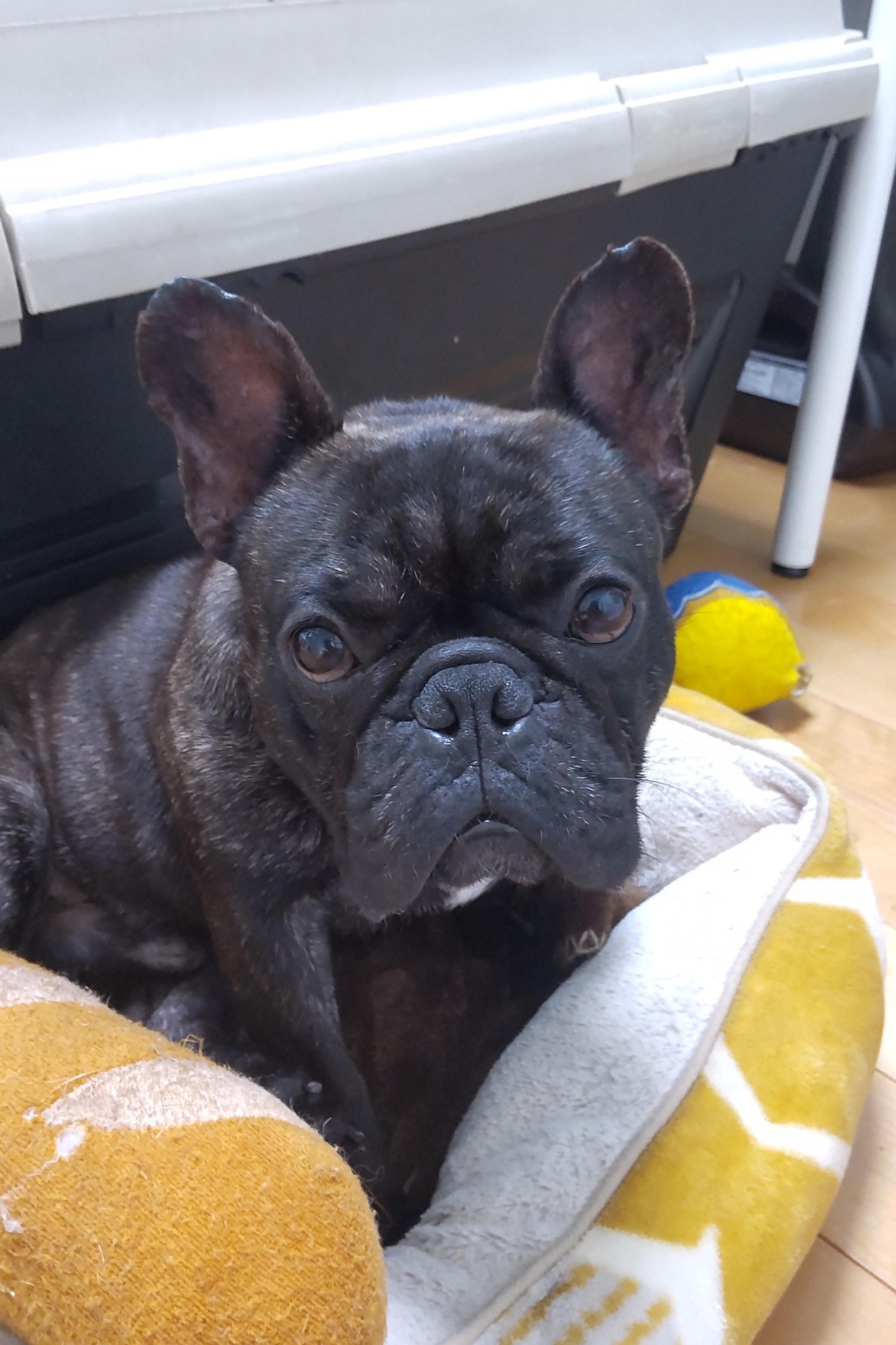 pet-image-2