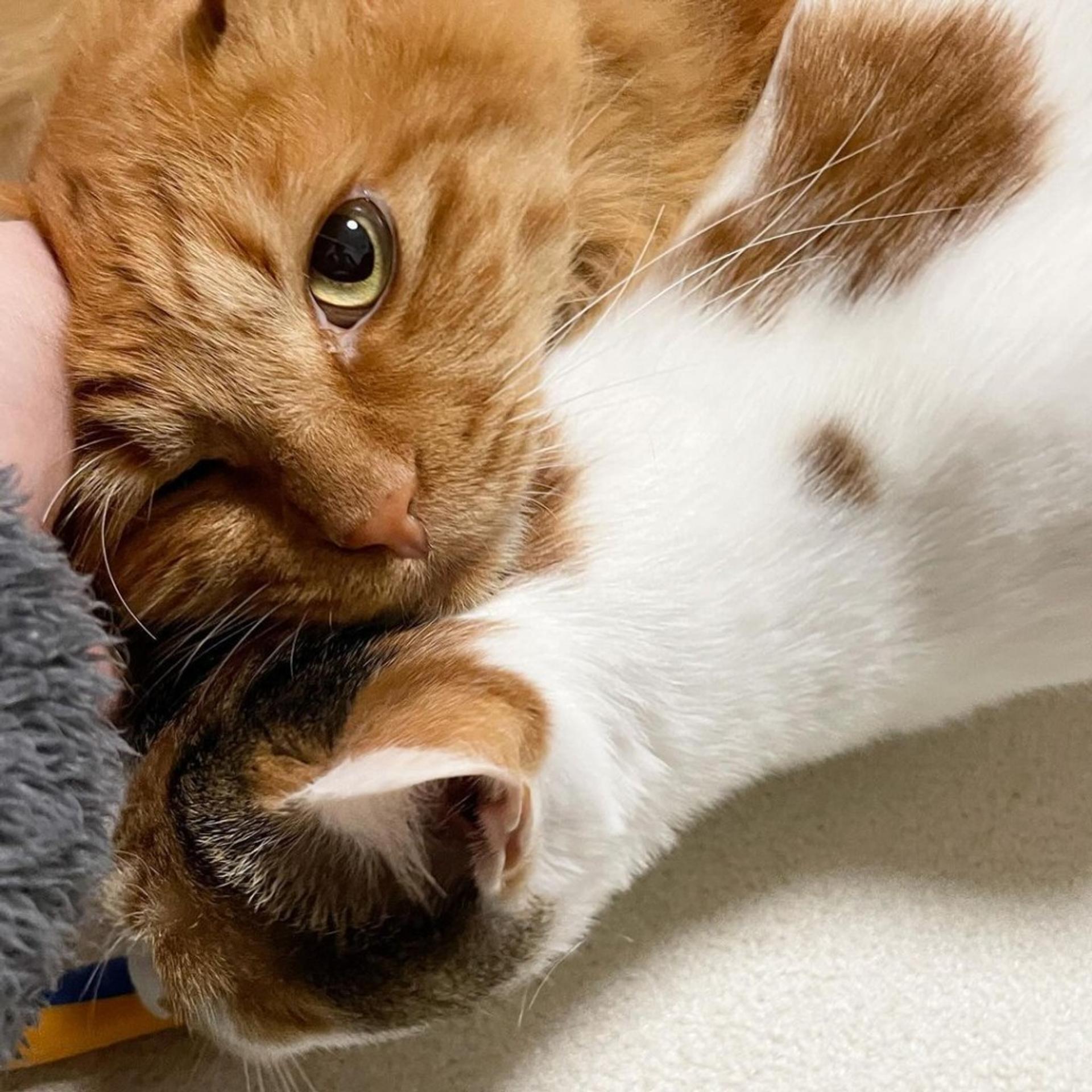 pet-image-9