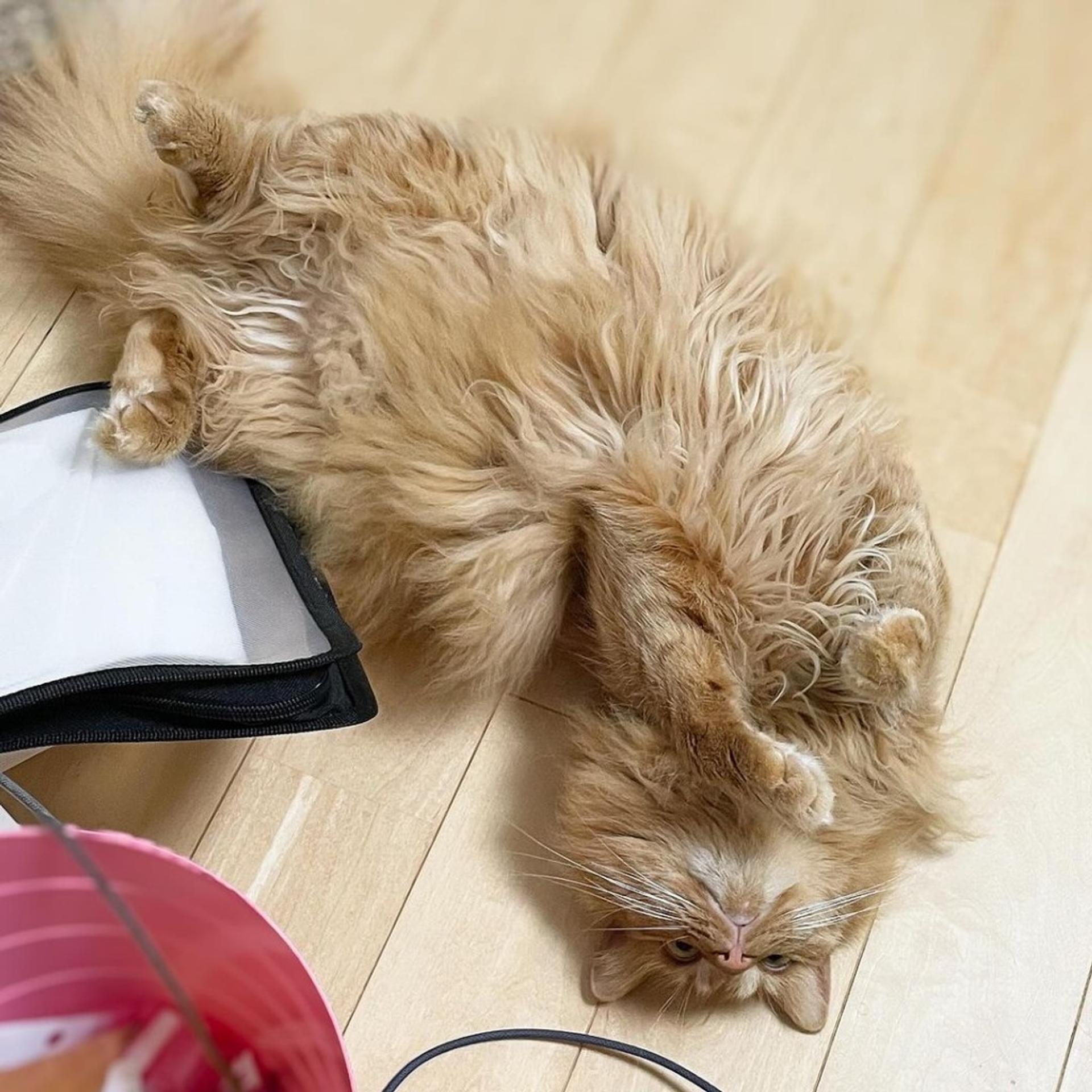 pet-image-6
