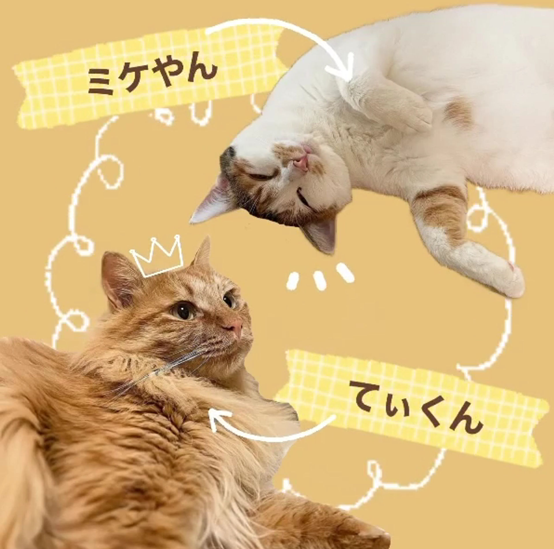 雑種（ミックス猫）・オスの里親募集の写真