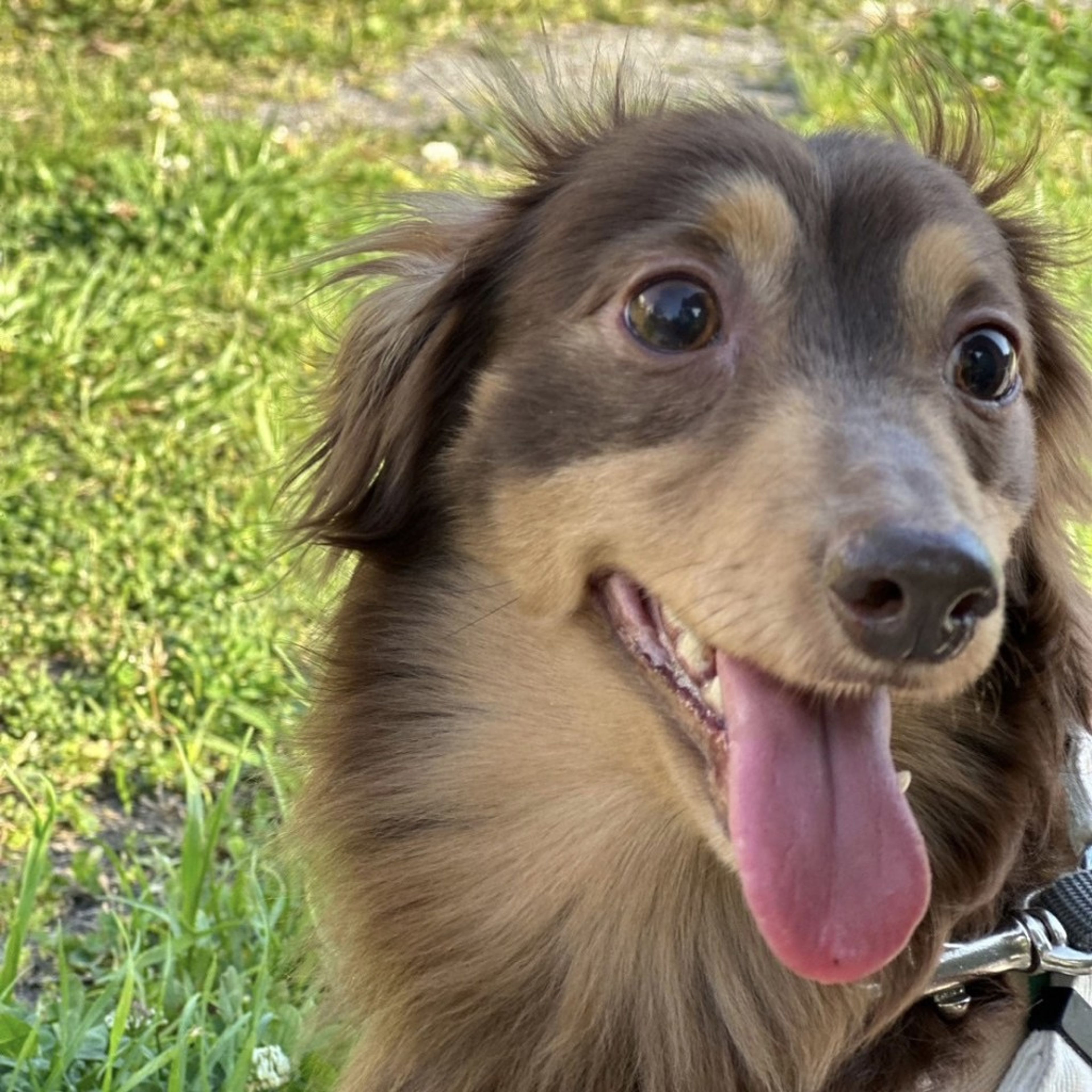 pet-image-8