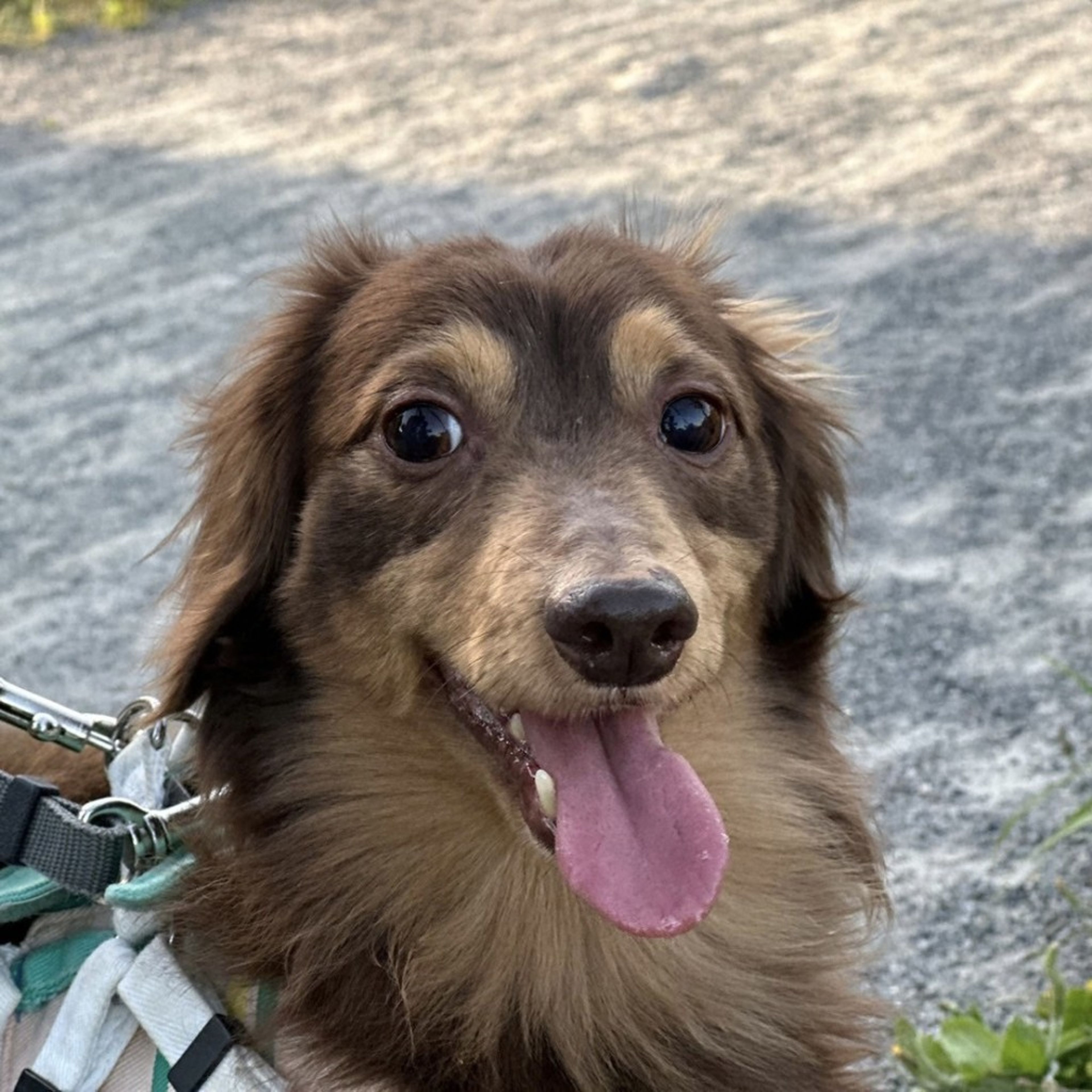 pet-image-9