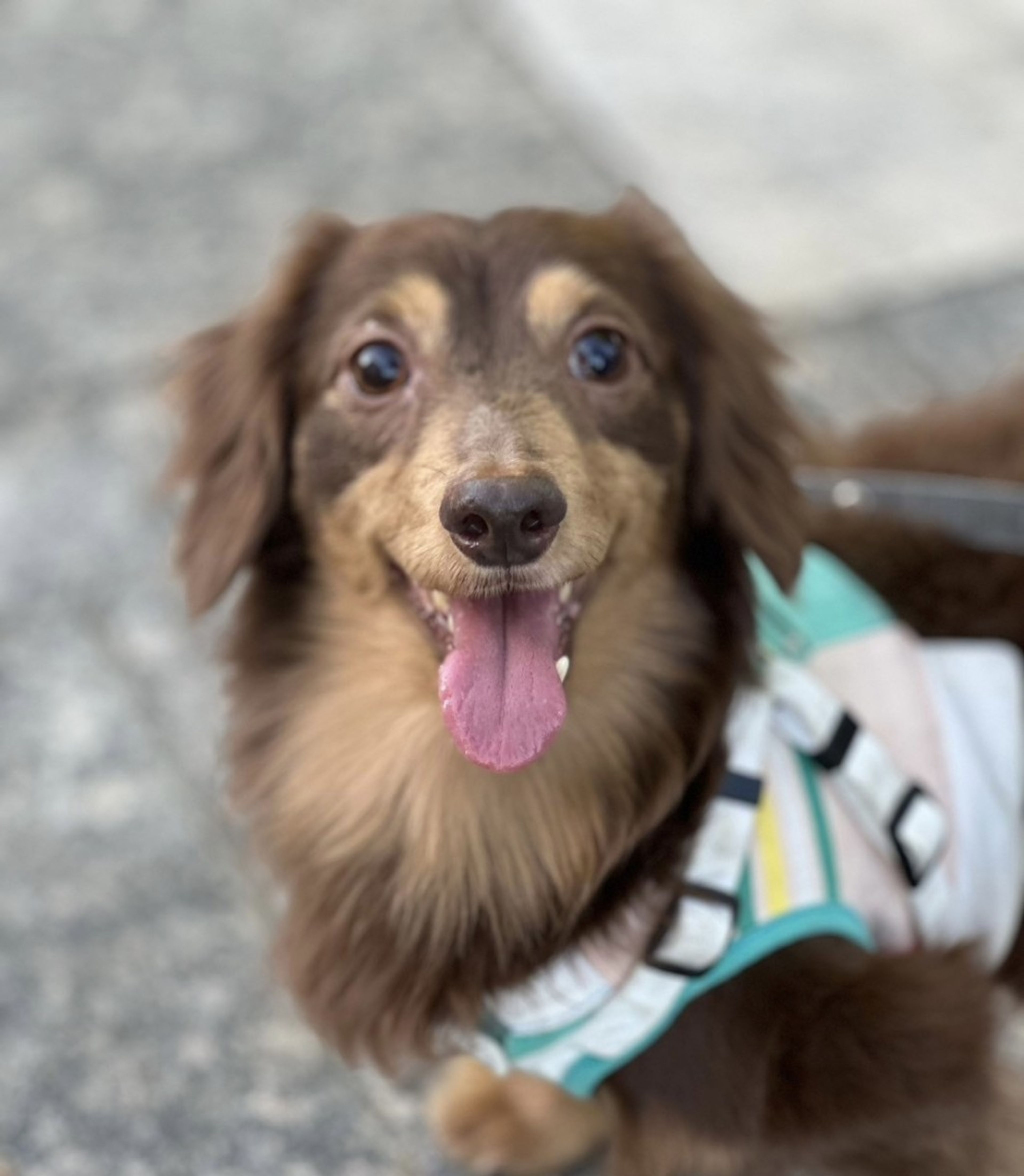 pet-image-3