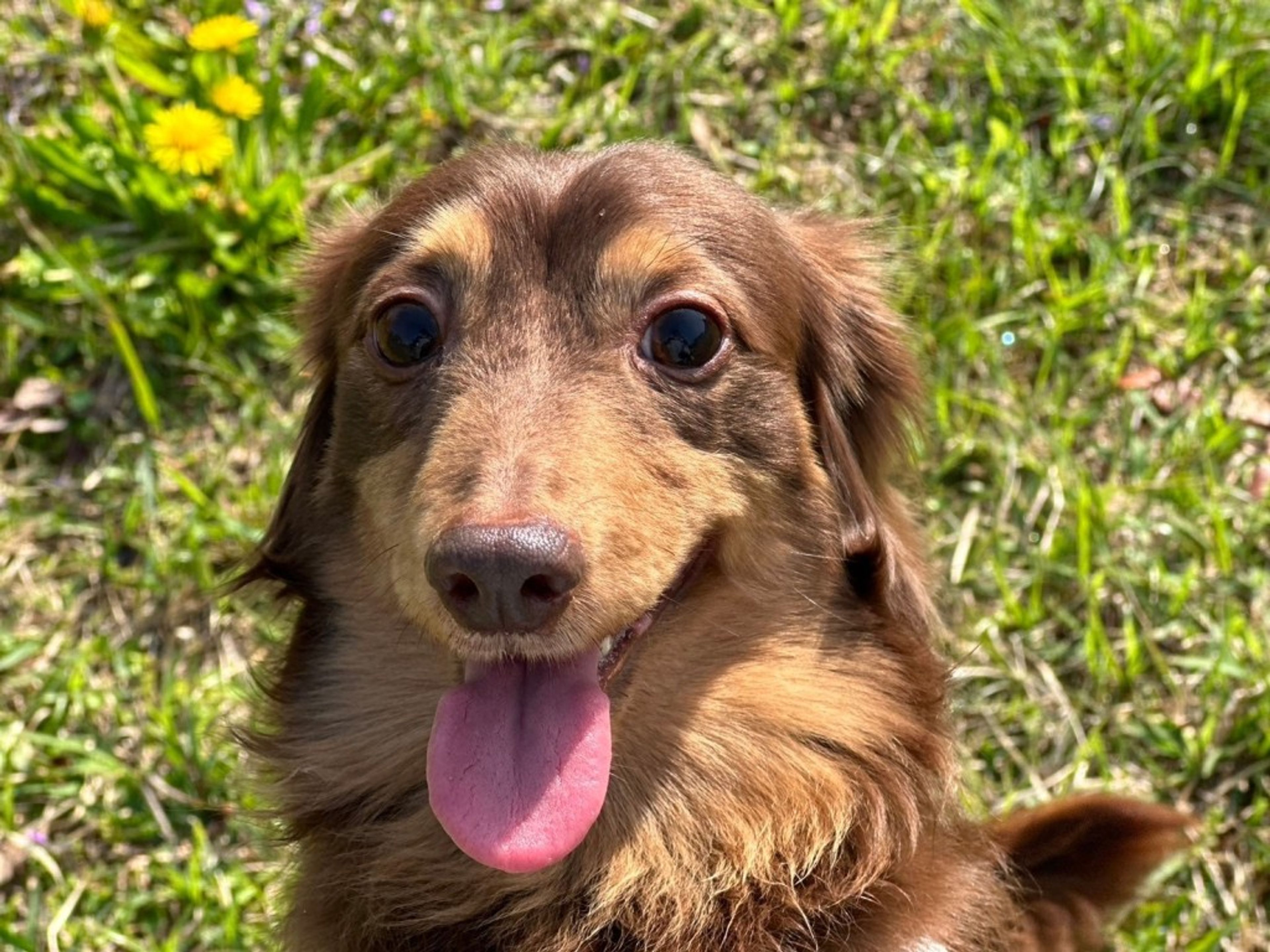pet-image-4