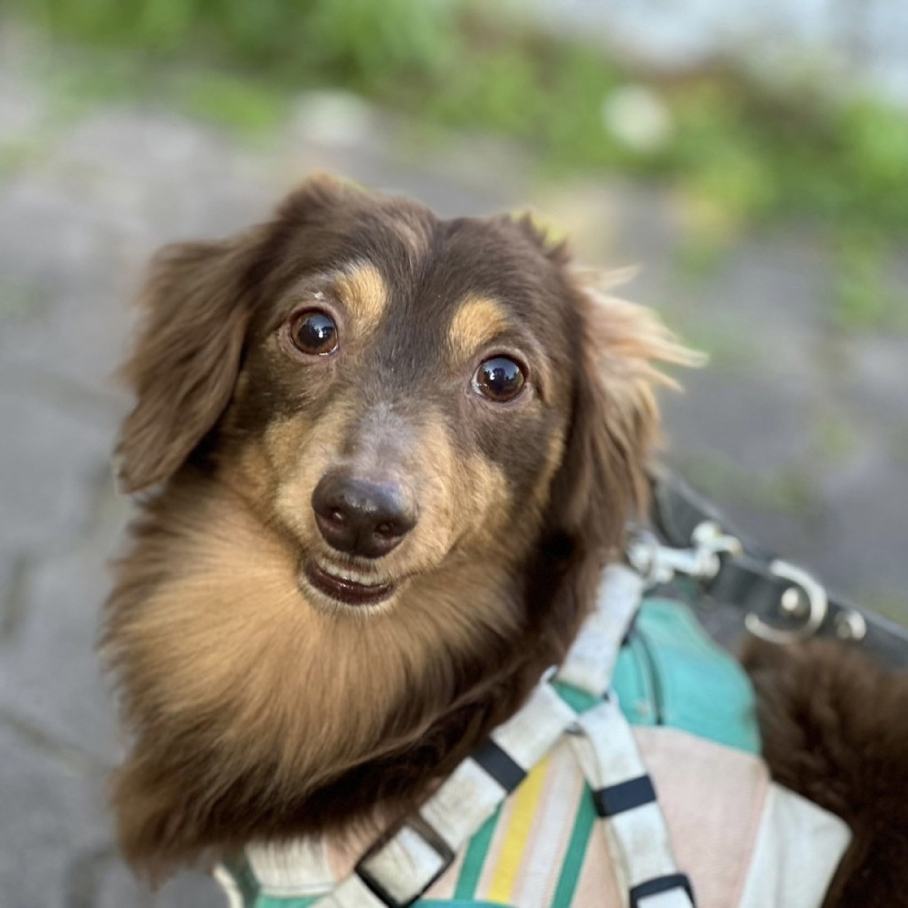 pet-image-5