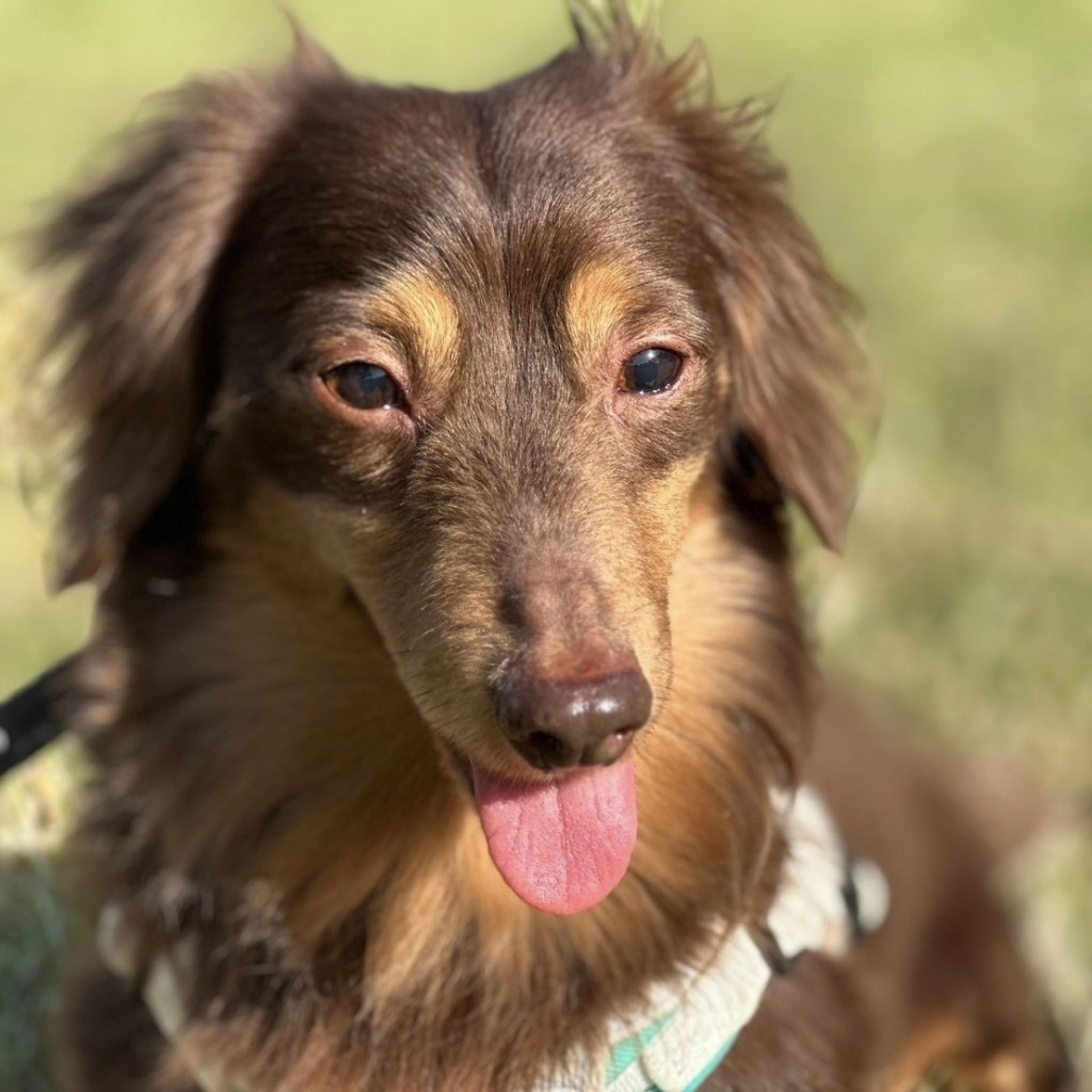 pet-image-6