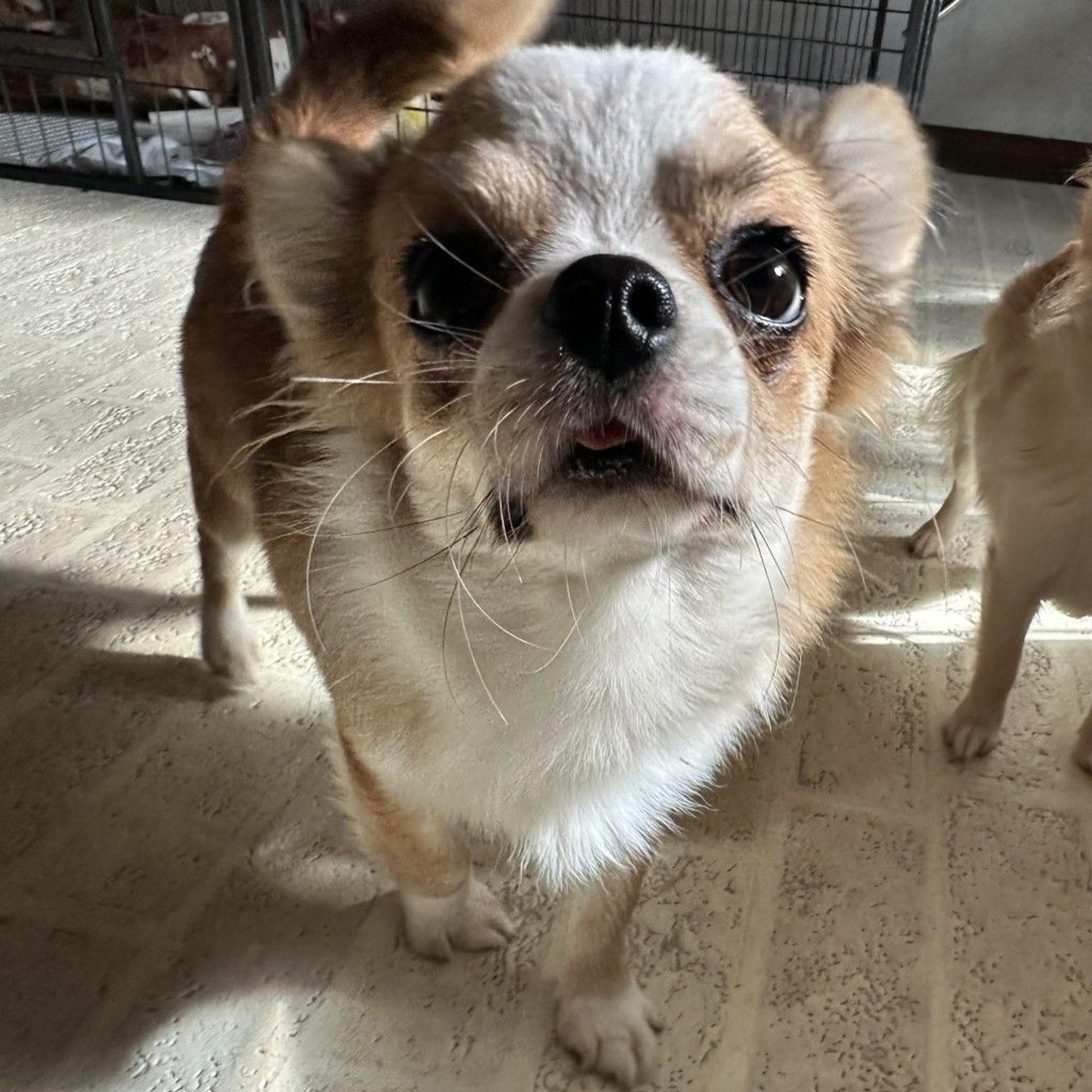 pet-image-2