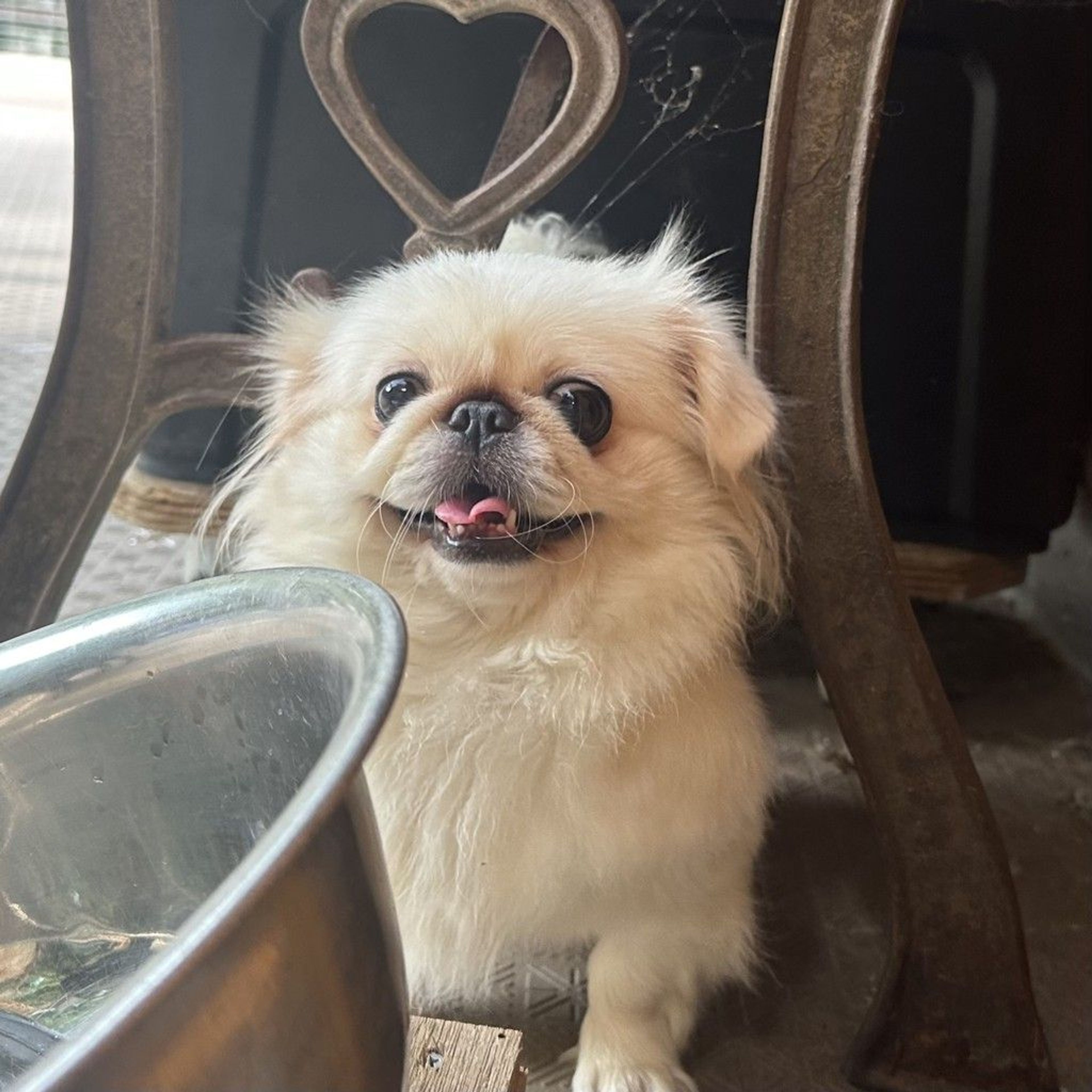 ペキニーズ・メスの里親募集の写真