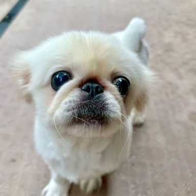 ペキニーズ・メスの里親募集の写真