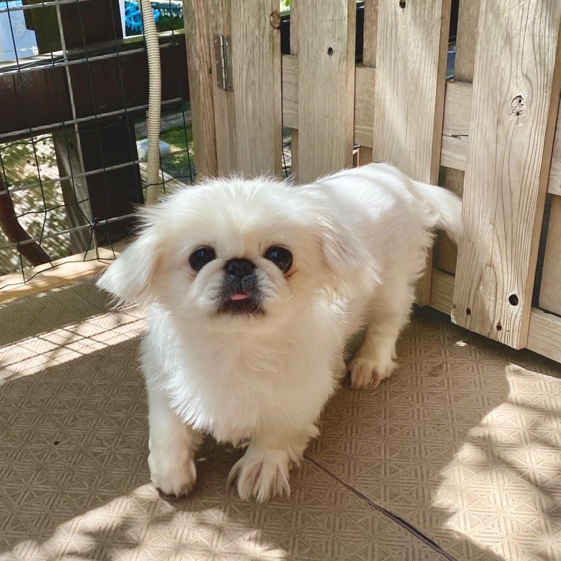 pet-image-4